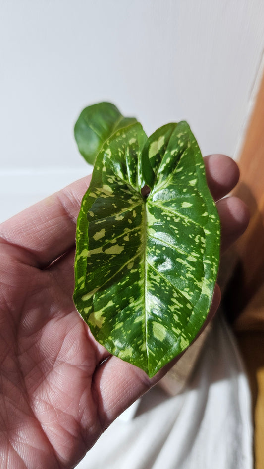 Syngonium Panda/Indo (SYN-420)