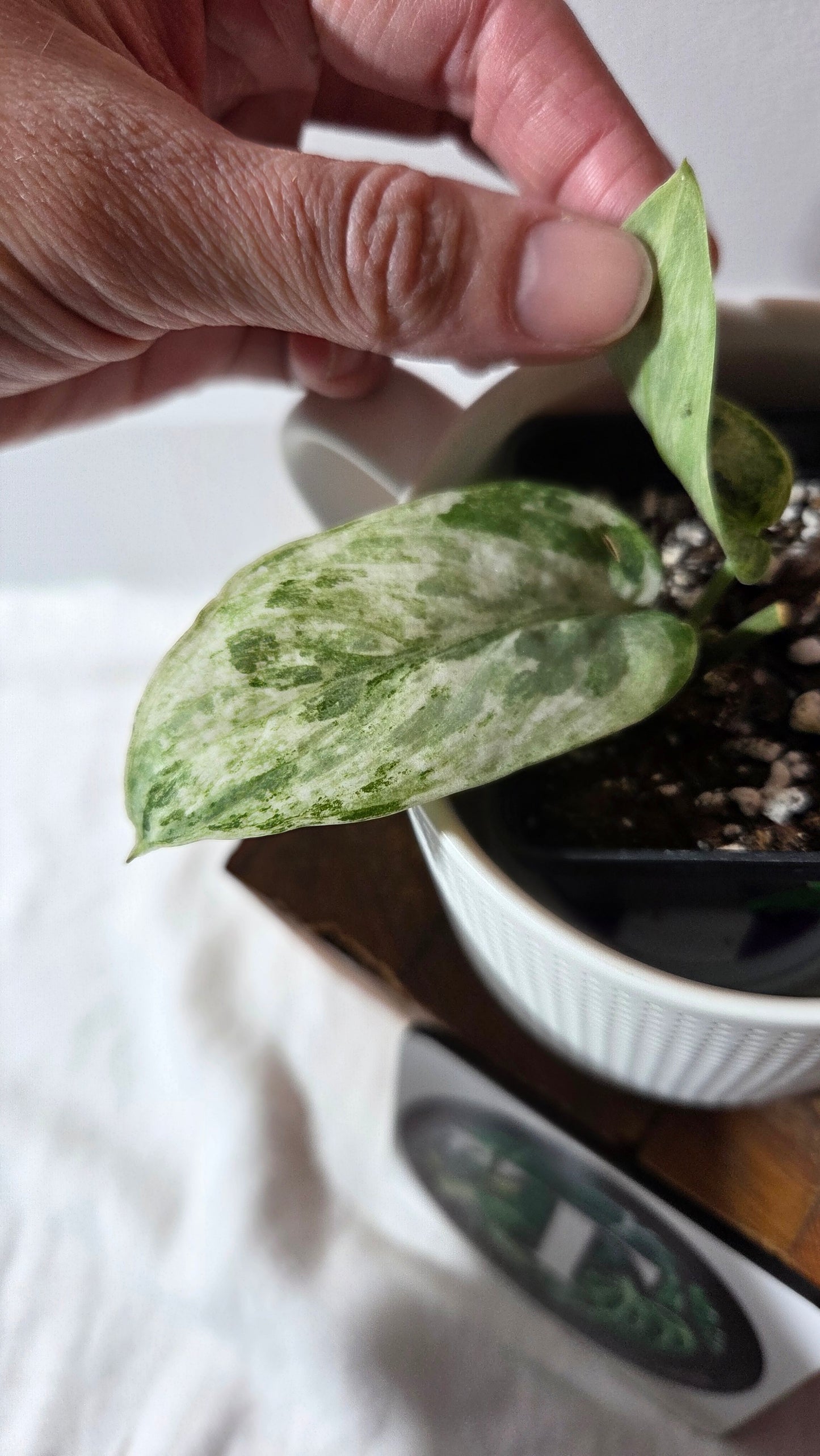 Scindapsus Perlas (SCI-1348)