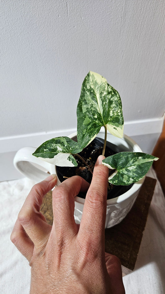 Syngonium Albo (SYN-302)