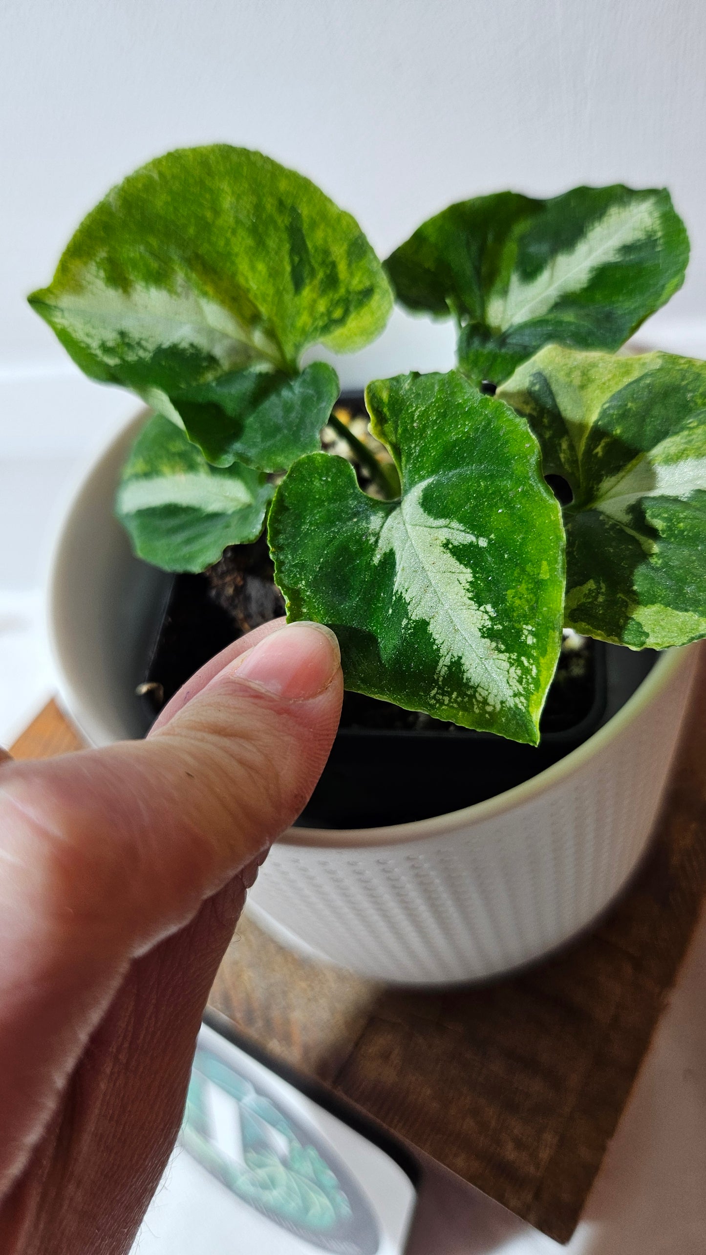 Syngonium Scrambled Eggs (SYN-477)