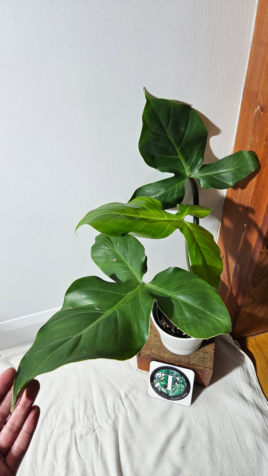 Philodendron Santamartinense (PHI-936)