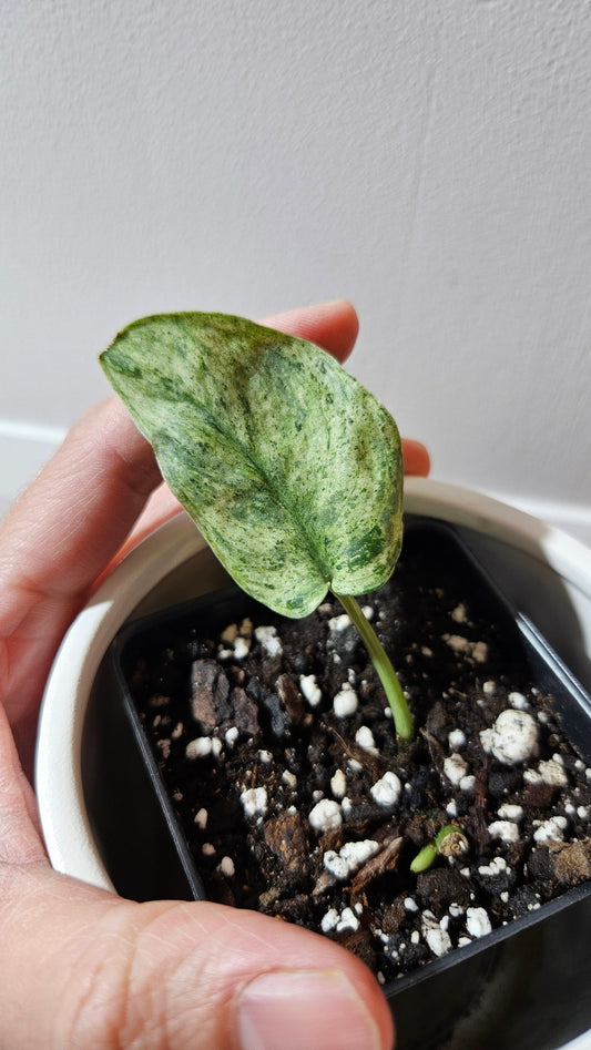 Scindapsus Keraton (SCI-1086)