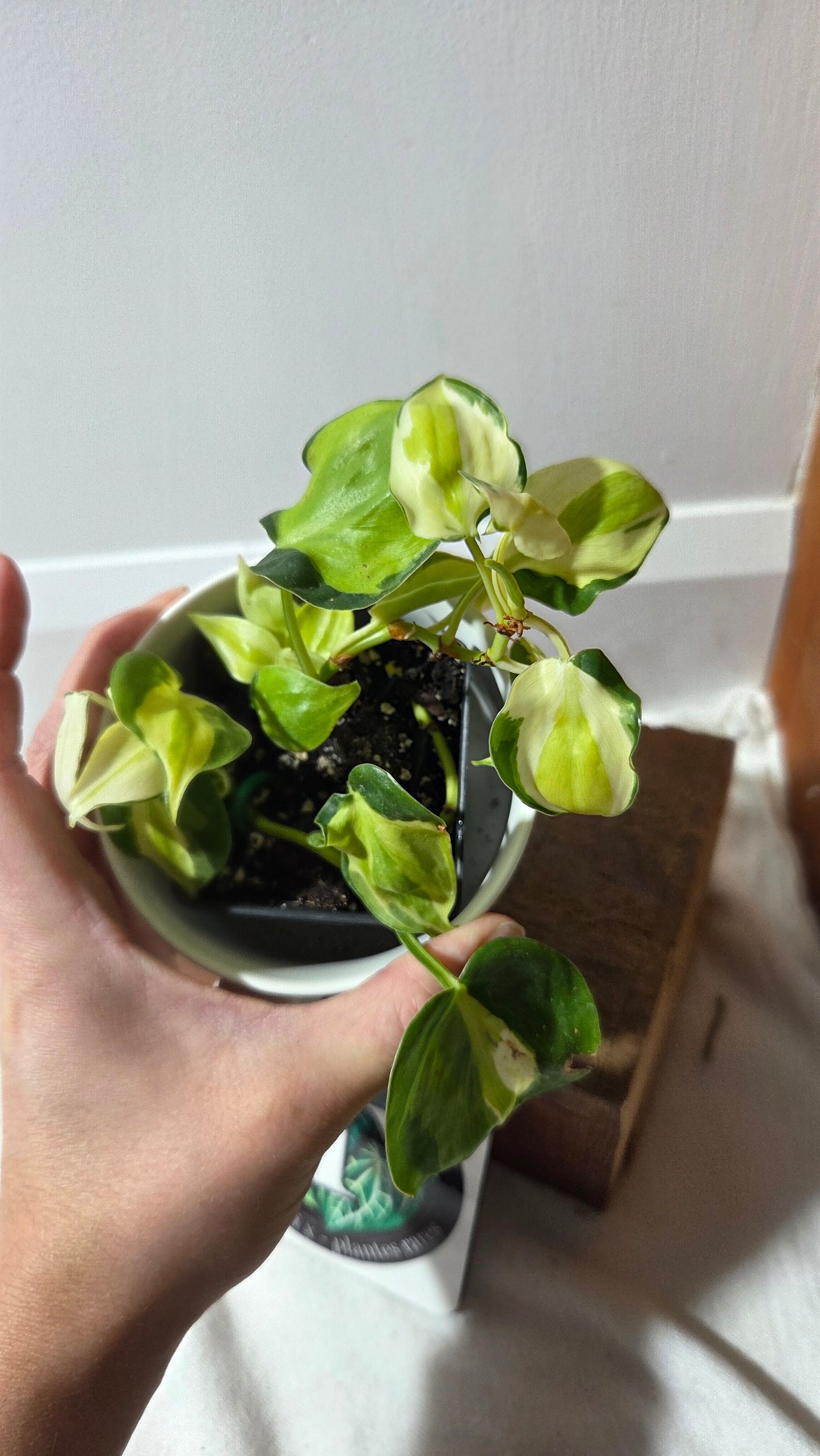 Philodendron Hederaceum Cream Splash (PHI-988)