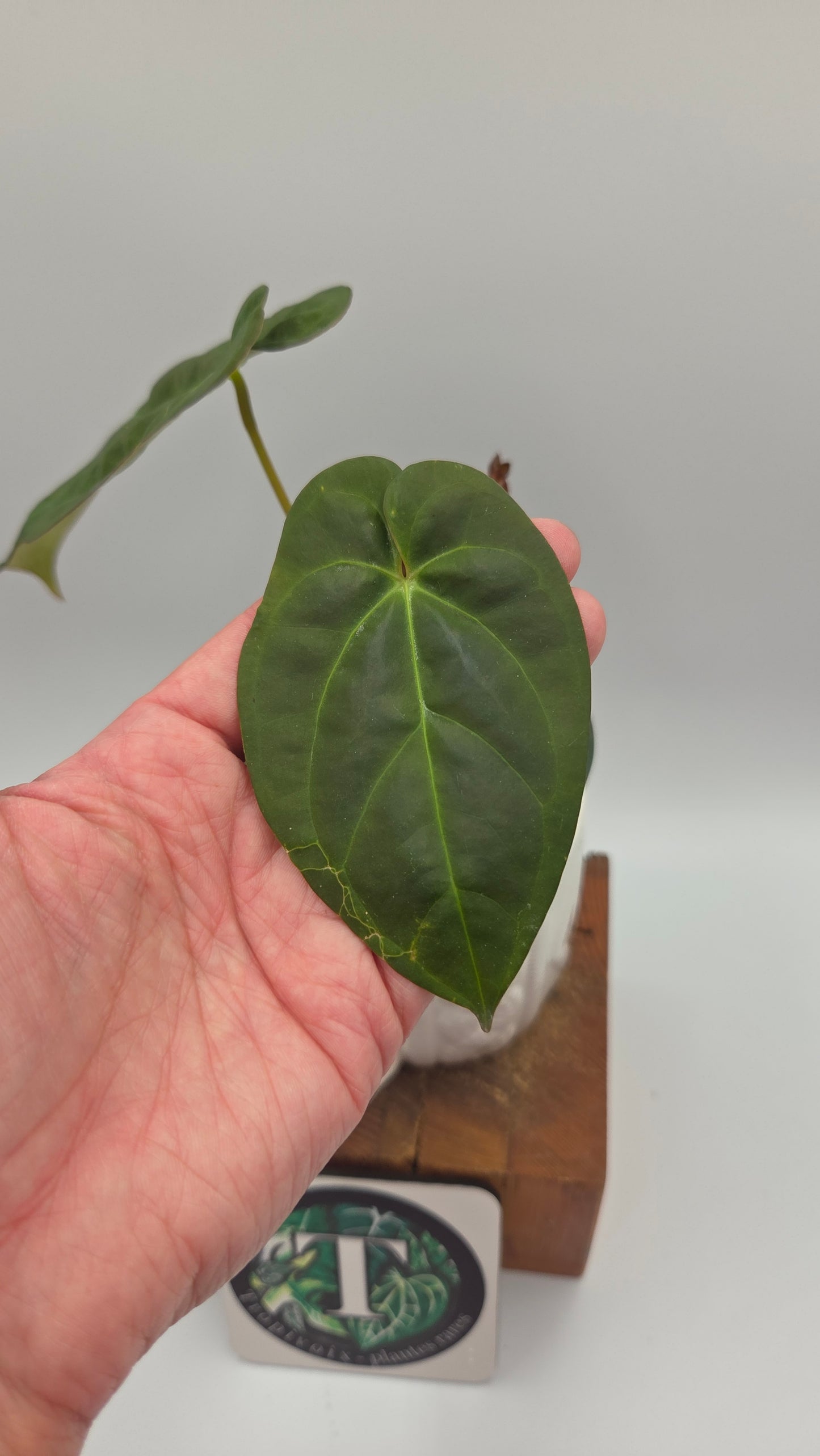 Anthurium Papillilaminum Legend "format MOYEN" (ANT-115)