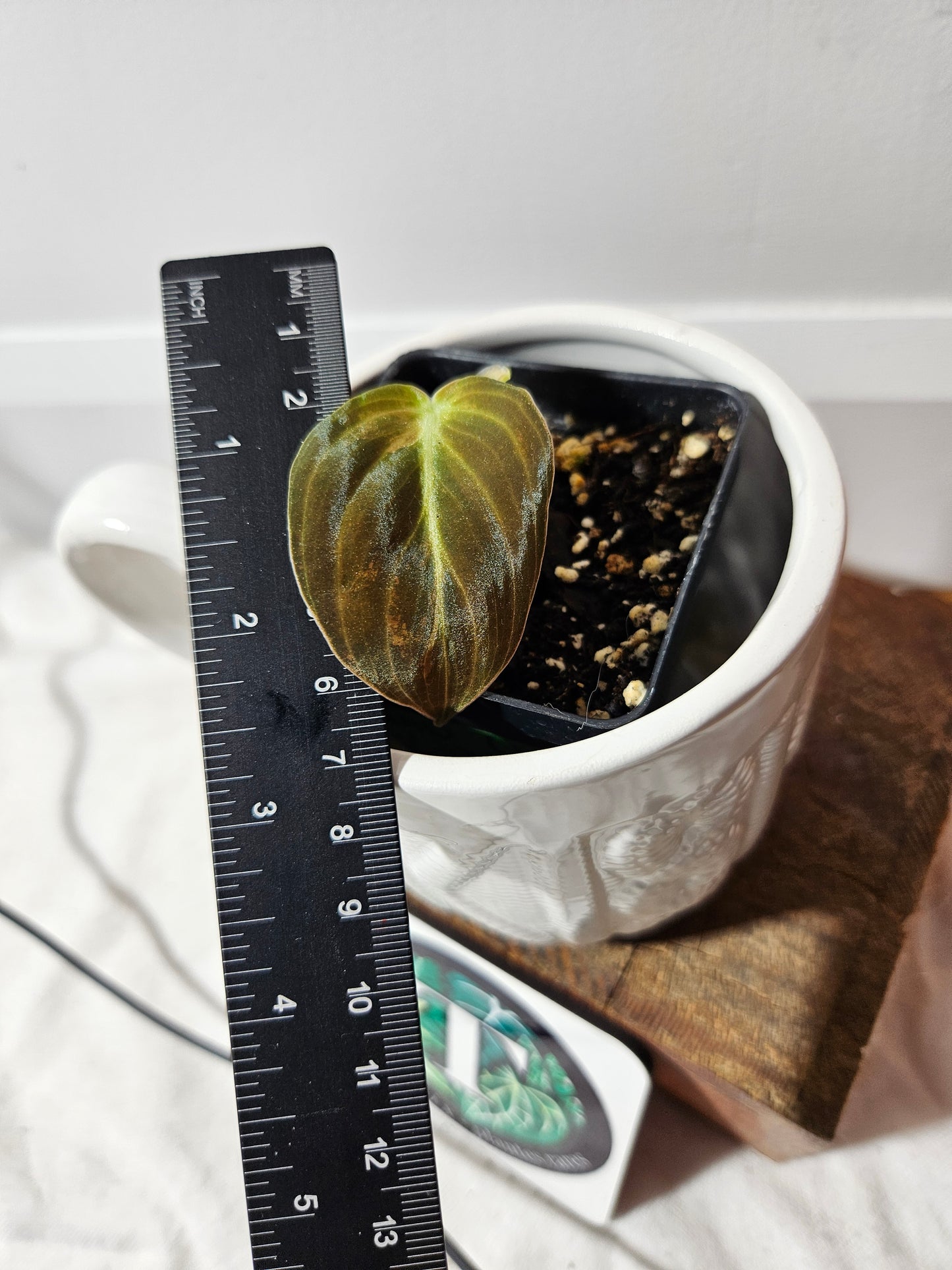 Philodendron Melanochrysum Variegata (PHI-491)