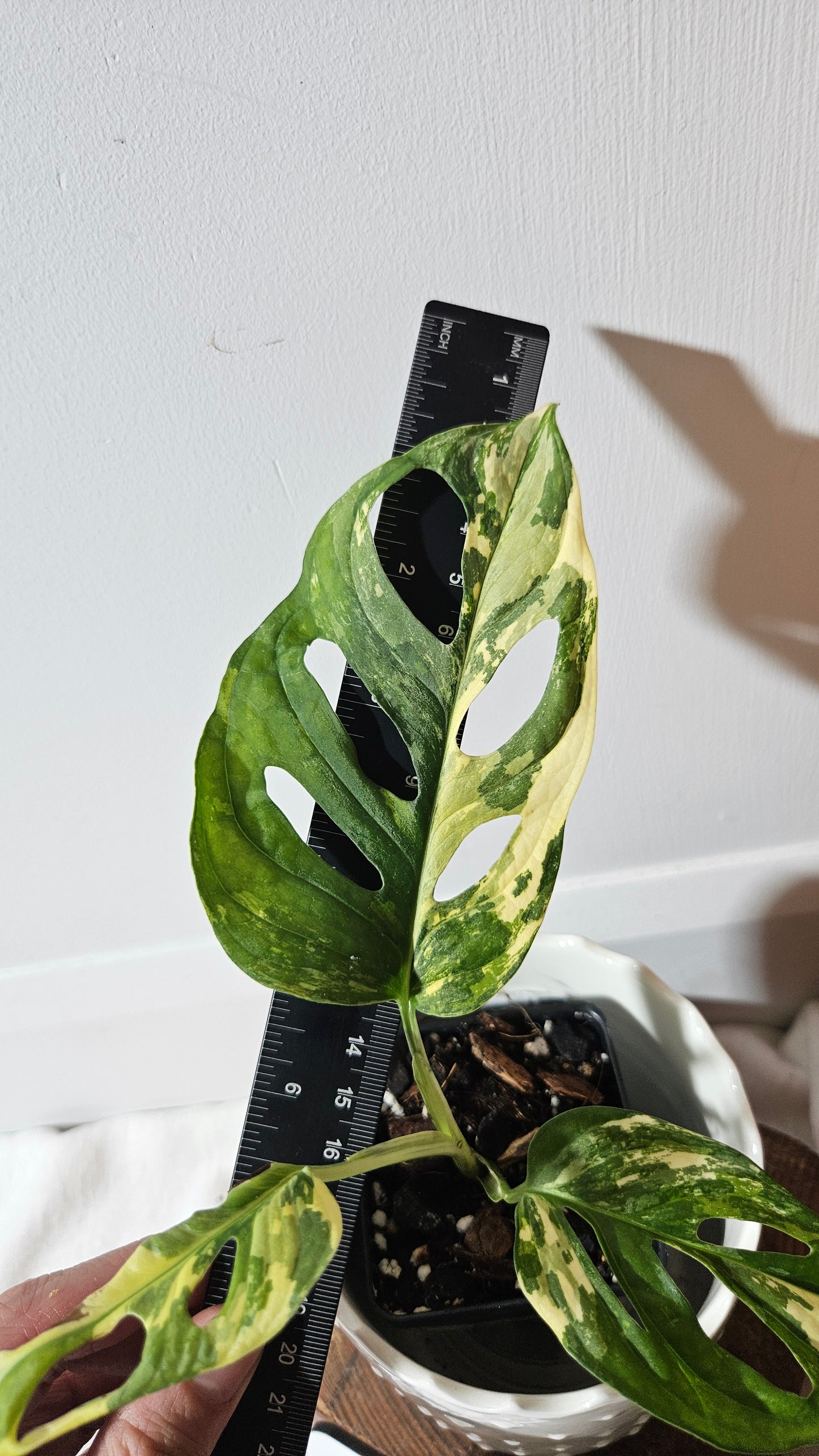 Monstera Andasonii Tricolore (MON-414)