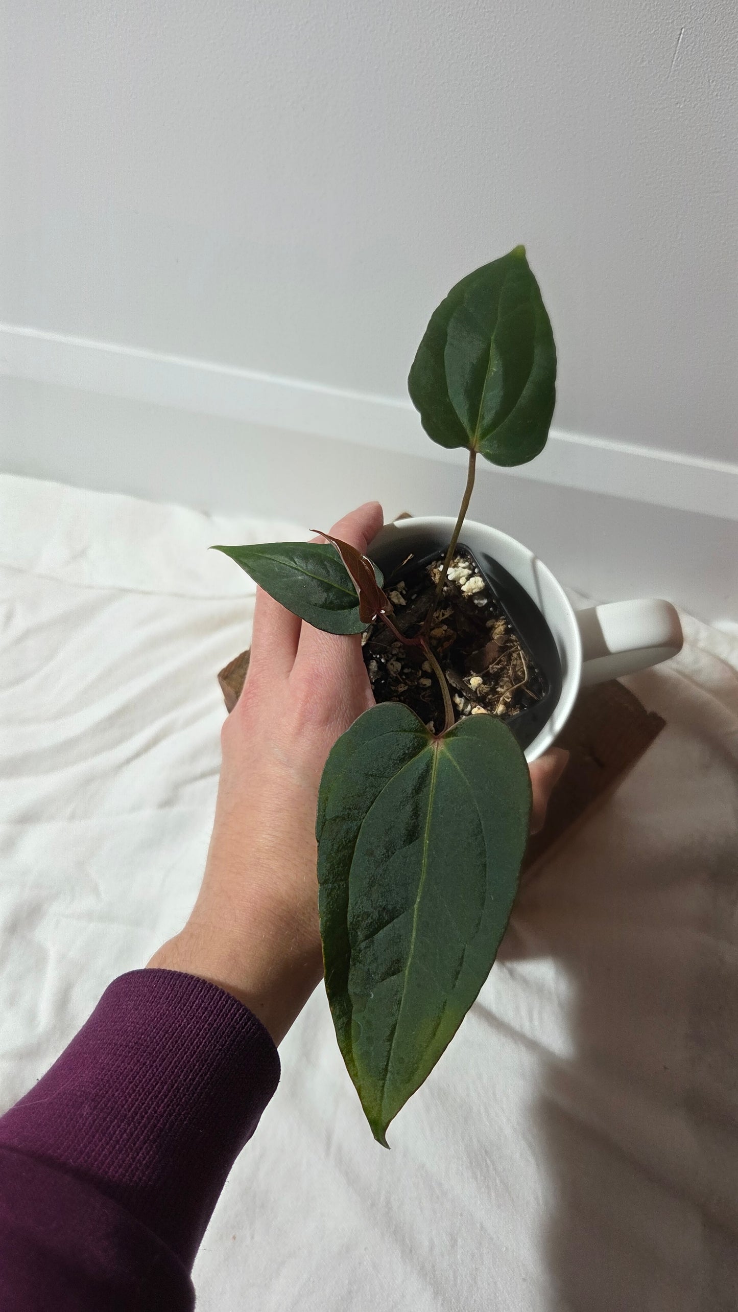 Anthurium Xone × Getafix "format PETIT" (ANT-651)