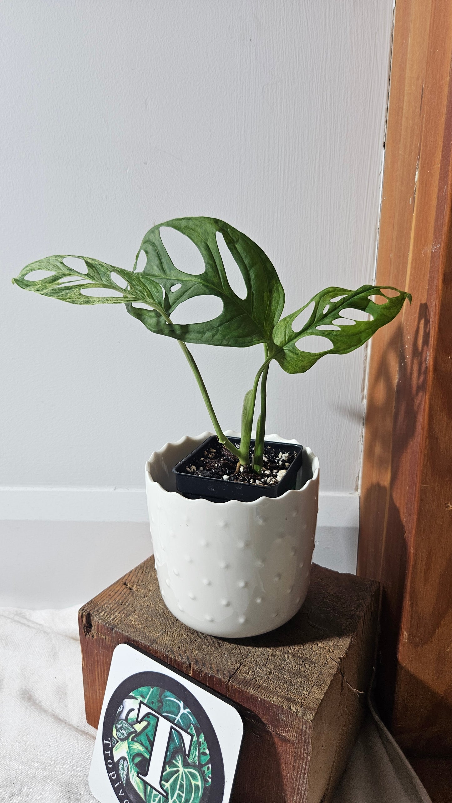 Monstera Andasonii Mint/Indo (MON-408)
