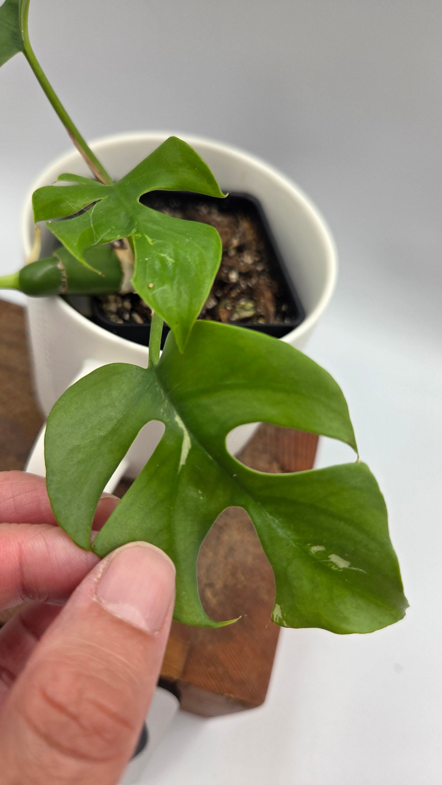 Rhaphidophora Tetrasperma Variegata (AUT-056)