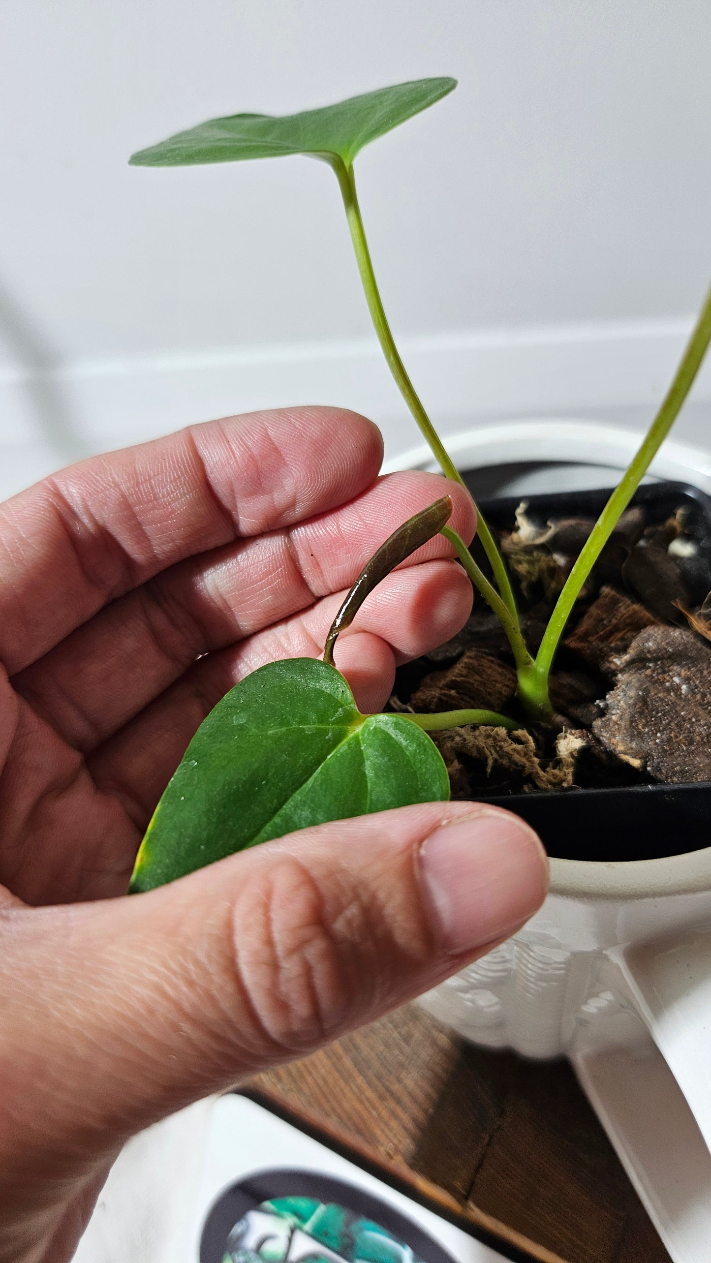 Anthurium Modeanum "format PETIT" (ANT-174)