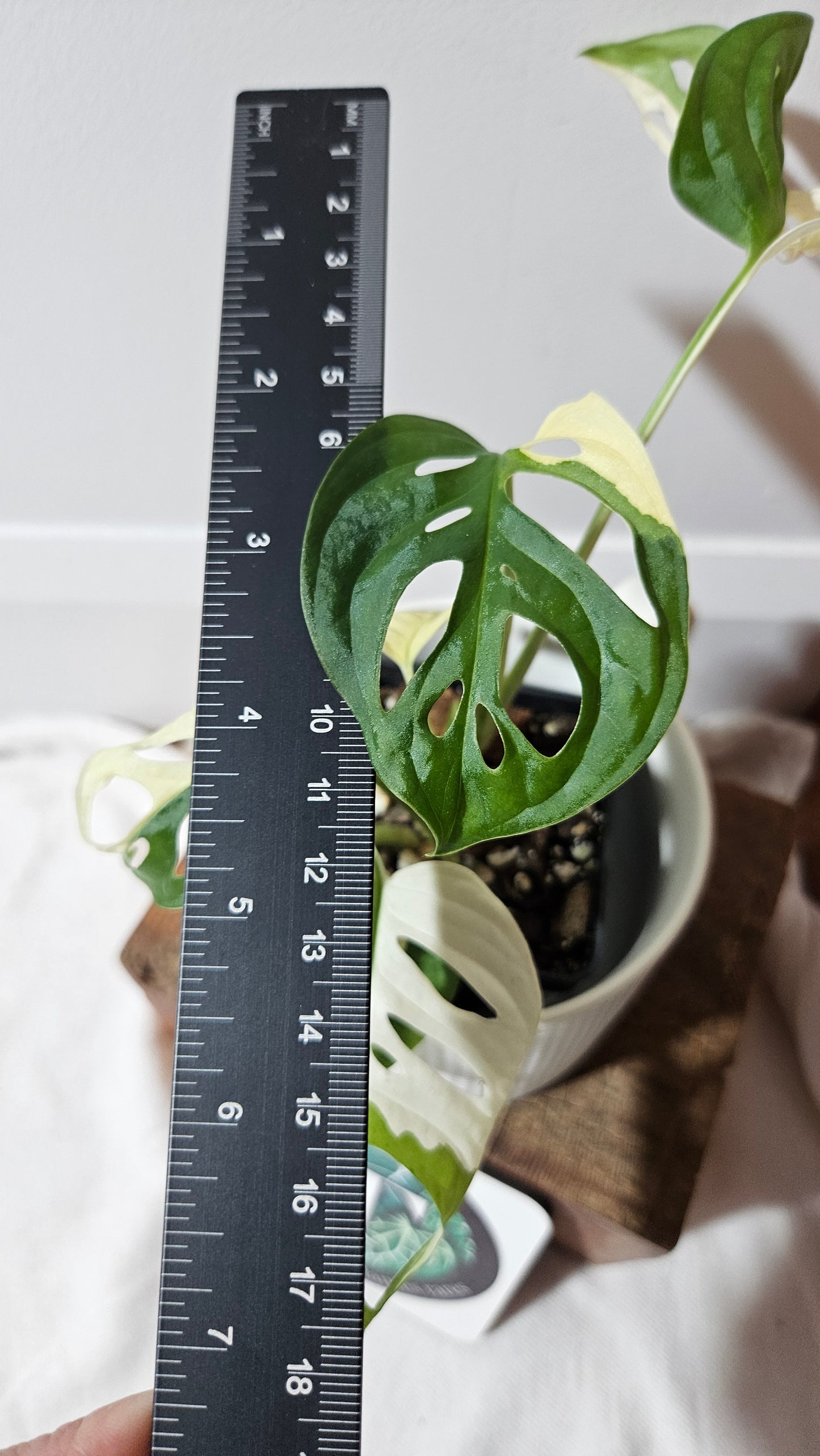 Monstera Andasonii Albo (MON-481)