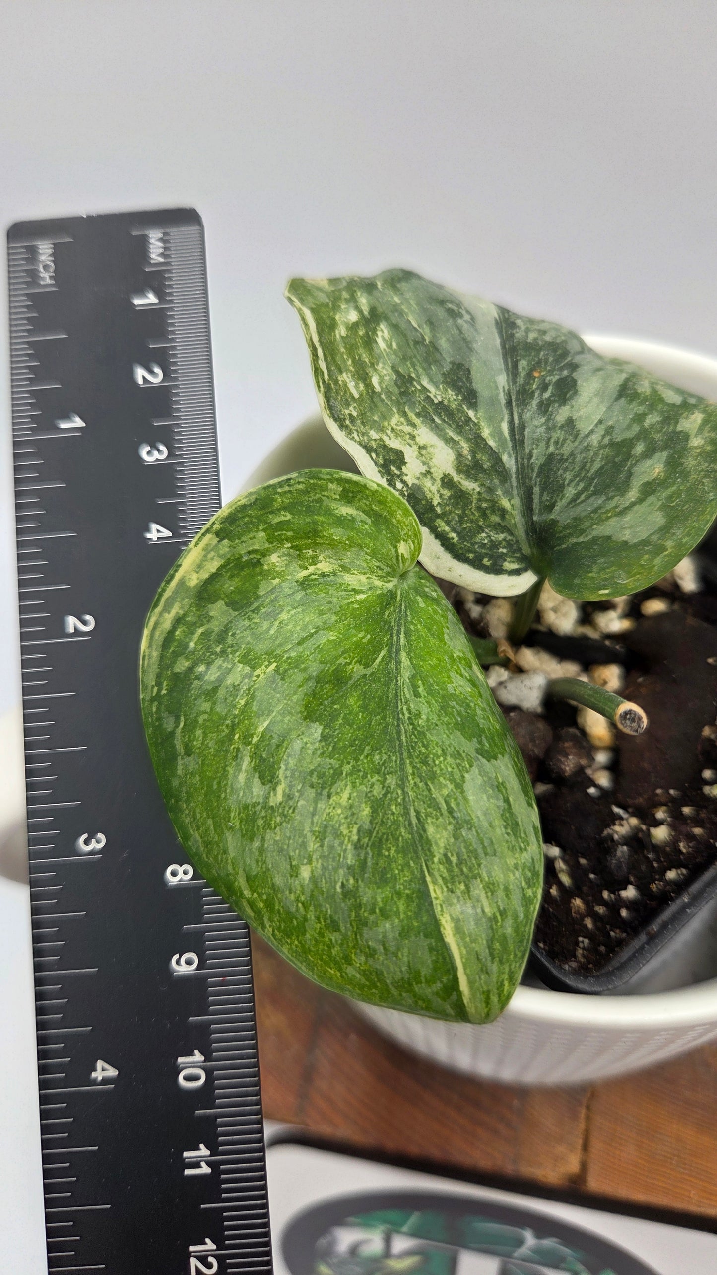 Scindapsus Exotica Salaka Variegata (SCI-1250)