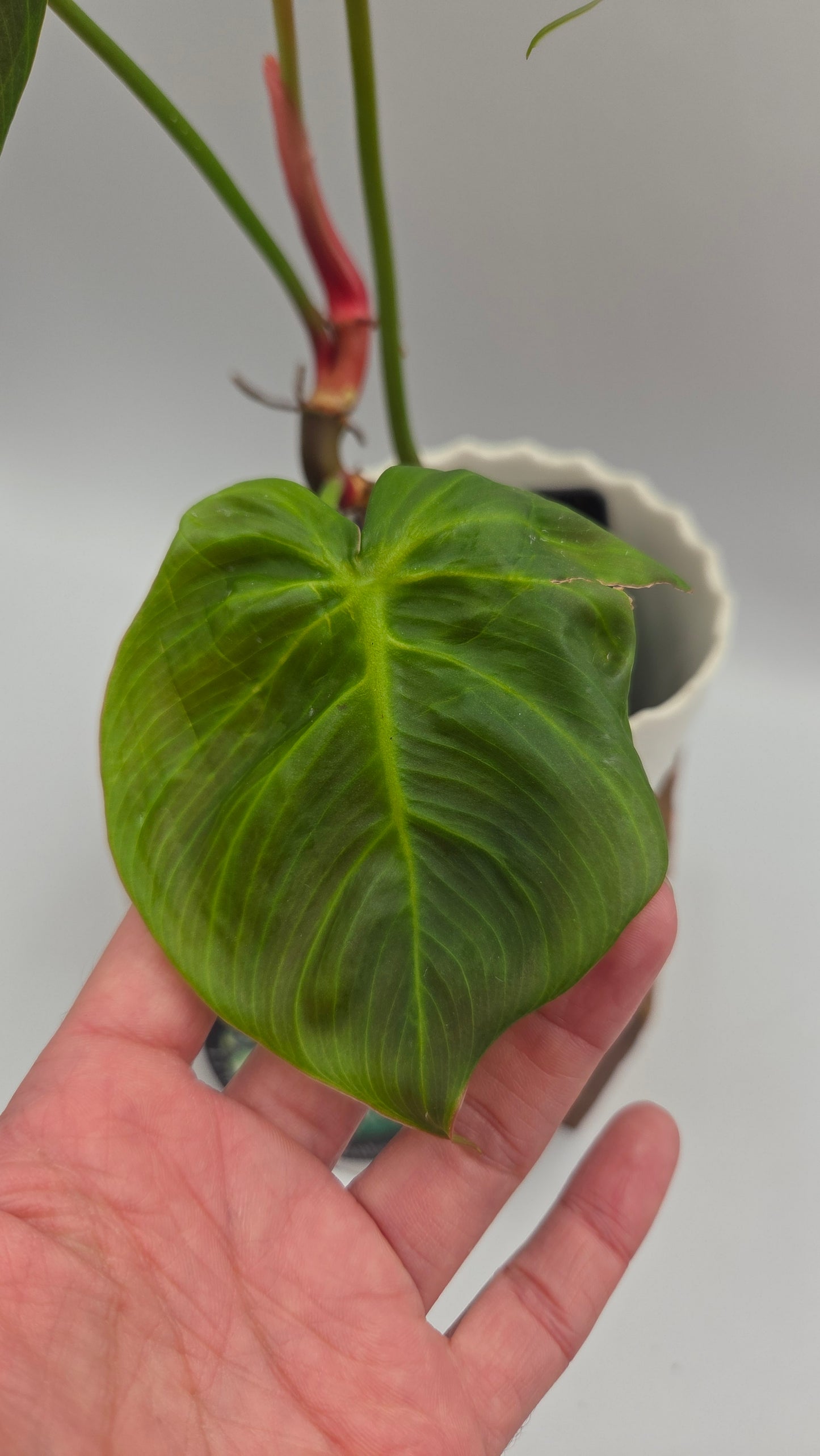 Philodendron Célébration/(Rubrijuvenile X Pastazanum) (PHI-929)