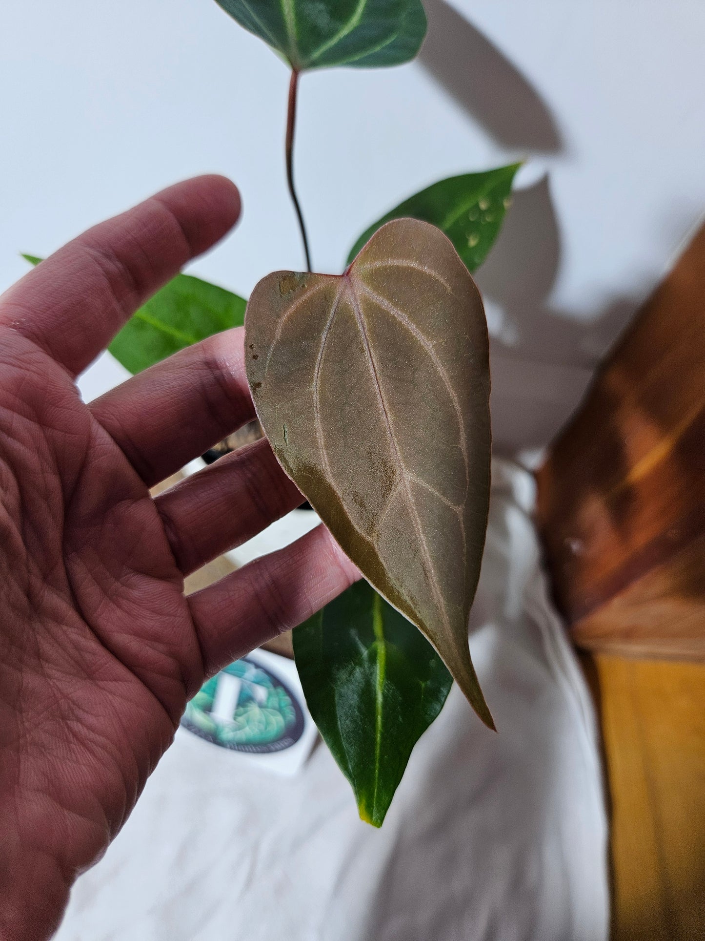 Anthurium Papillilaminum Red Sterm "format MOYEN" (ANT-112)