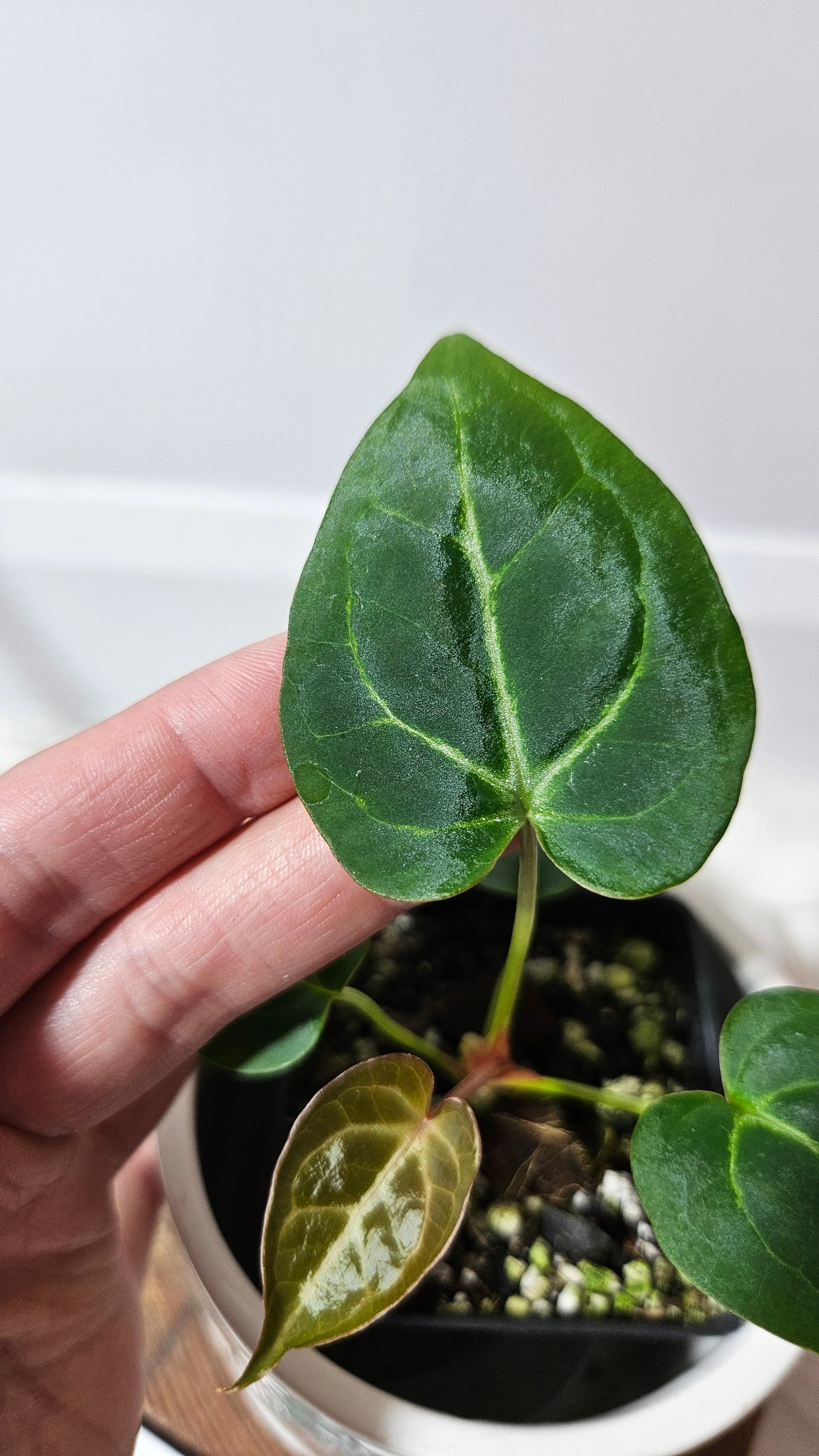 Anthurium  Crystallinum Hybrid "format SEEDLING" (ANT-177)