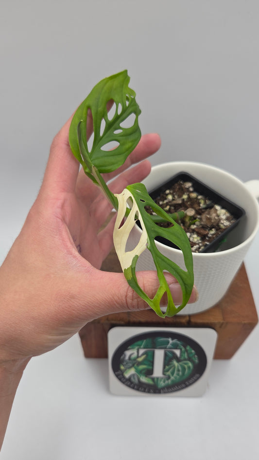 Monstera Andasonii Tricolore (MON-510)