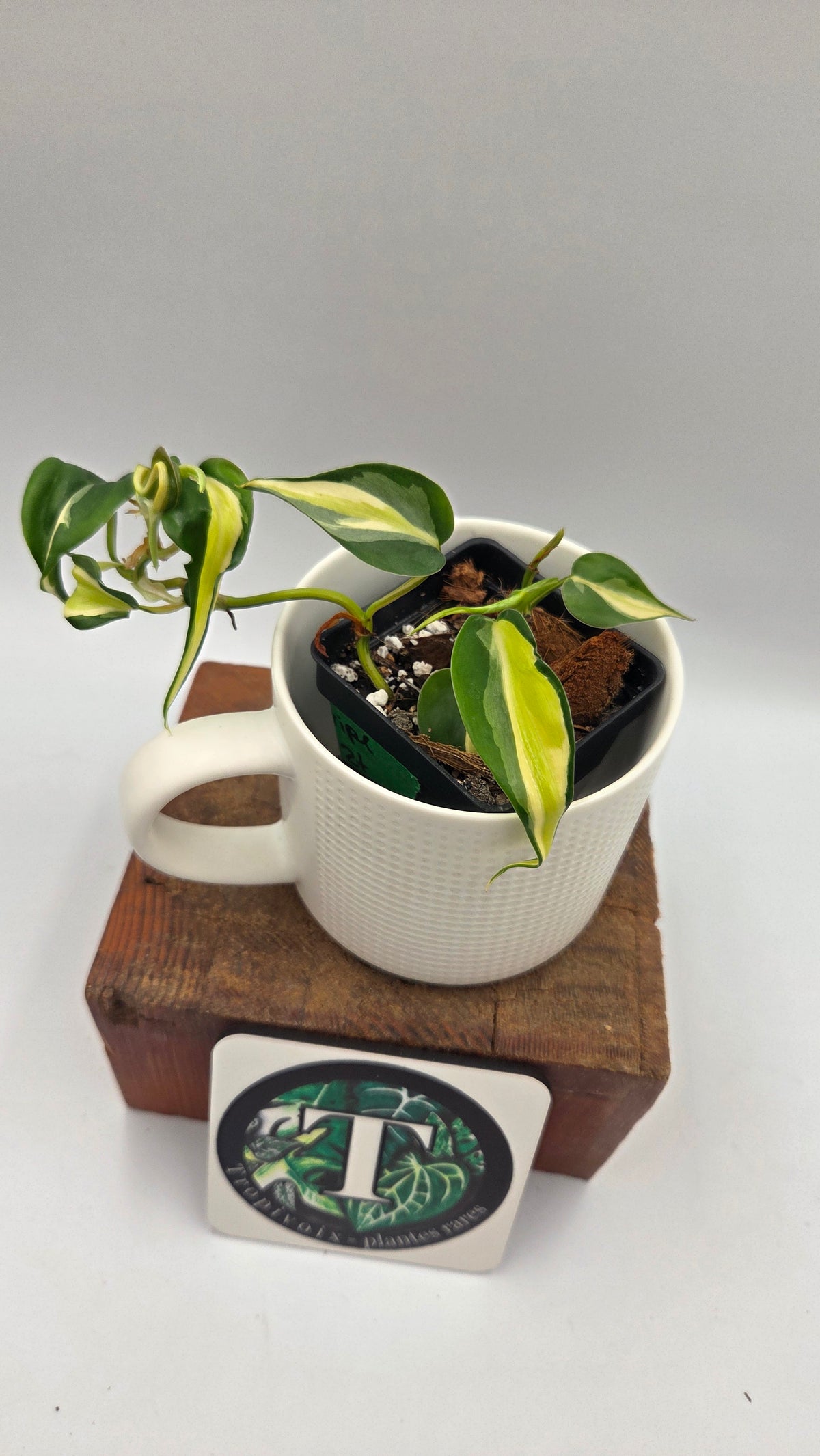 Philodendron Hederaceum Silver Stripe (PHI-1104)