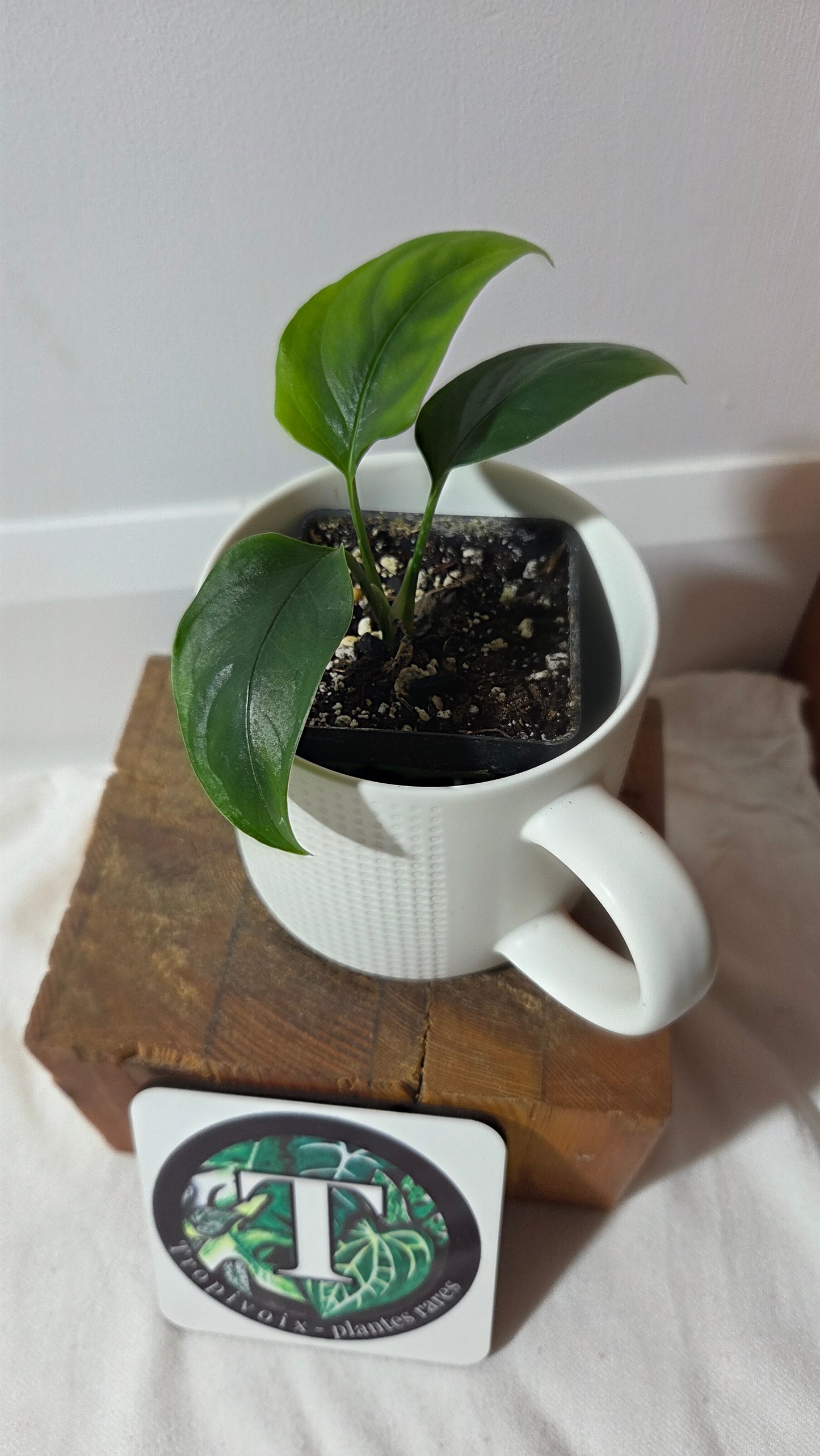 Monstera Obliqua Aff Amazonica (MON-513)
