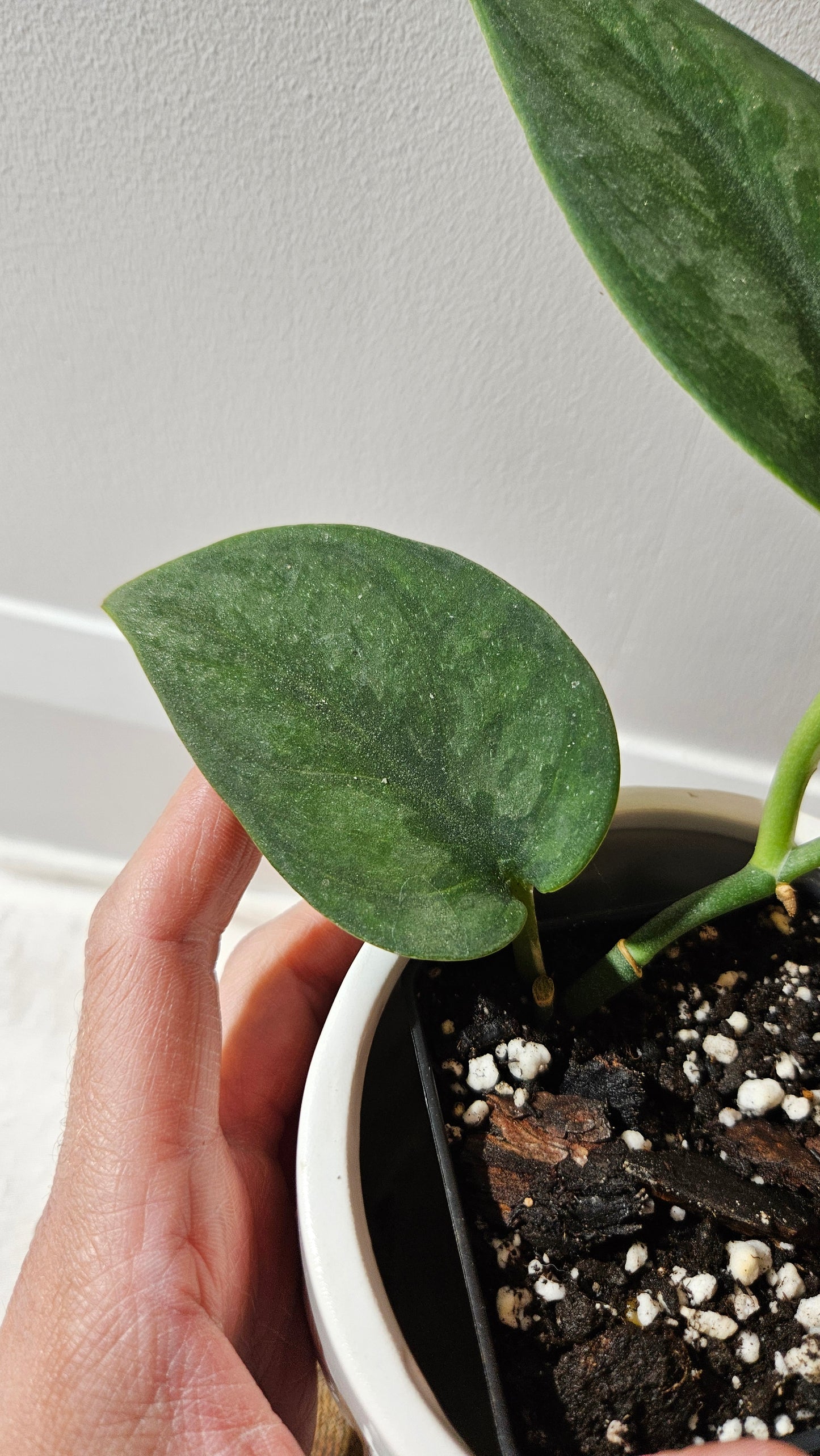 Scindapsus Blurik (SCI-1114)