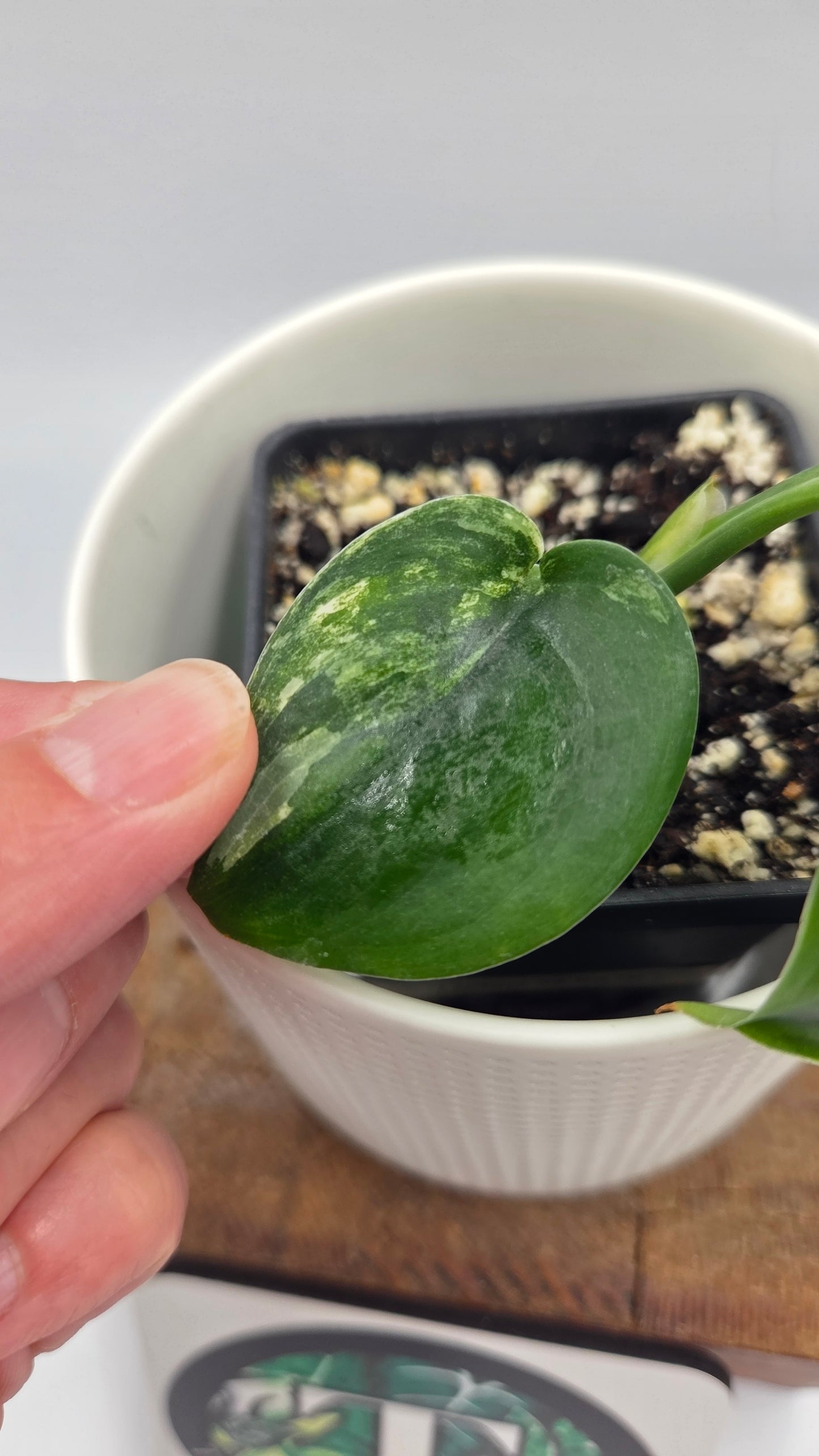 Scindapsus Jade Satin Albo (SCI-712)