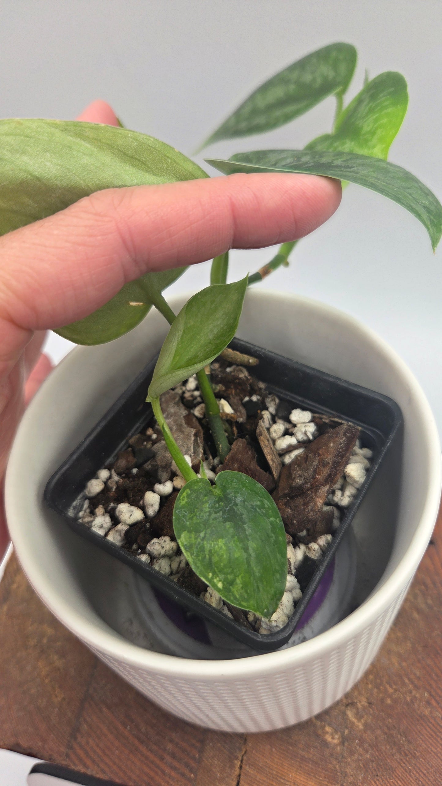 Scindapsus Léopard Variegata (SCI-1194)