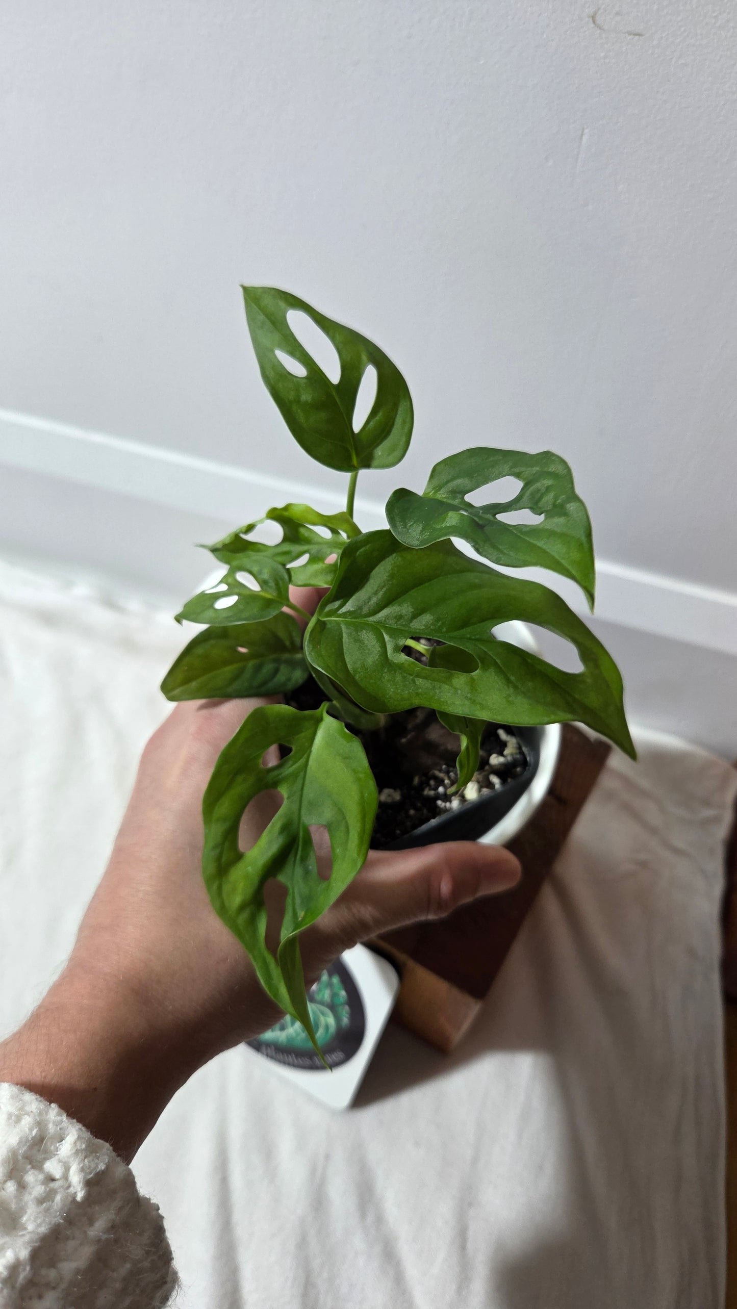 Monstera Obliqua Aff Patchicutza (MON-506)