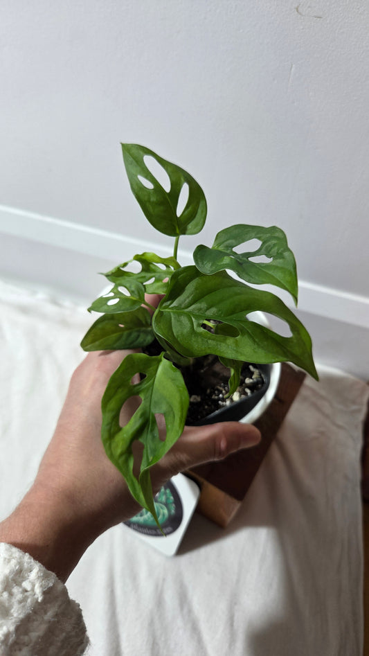 Monstera Obliqua Aff Patchicutza (MON-506)