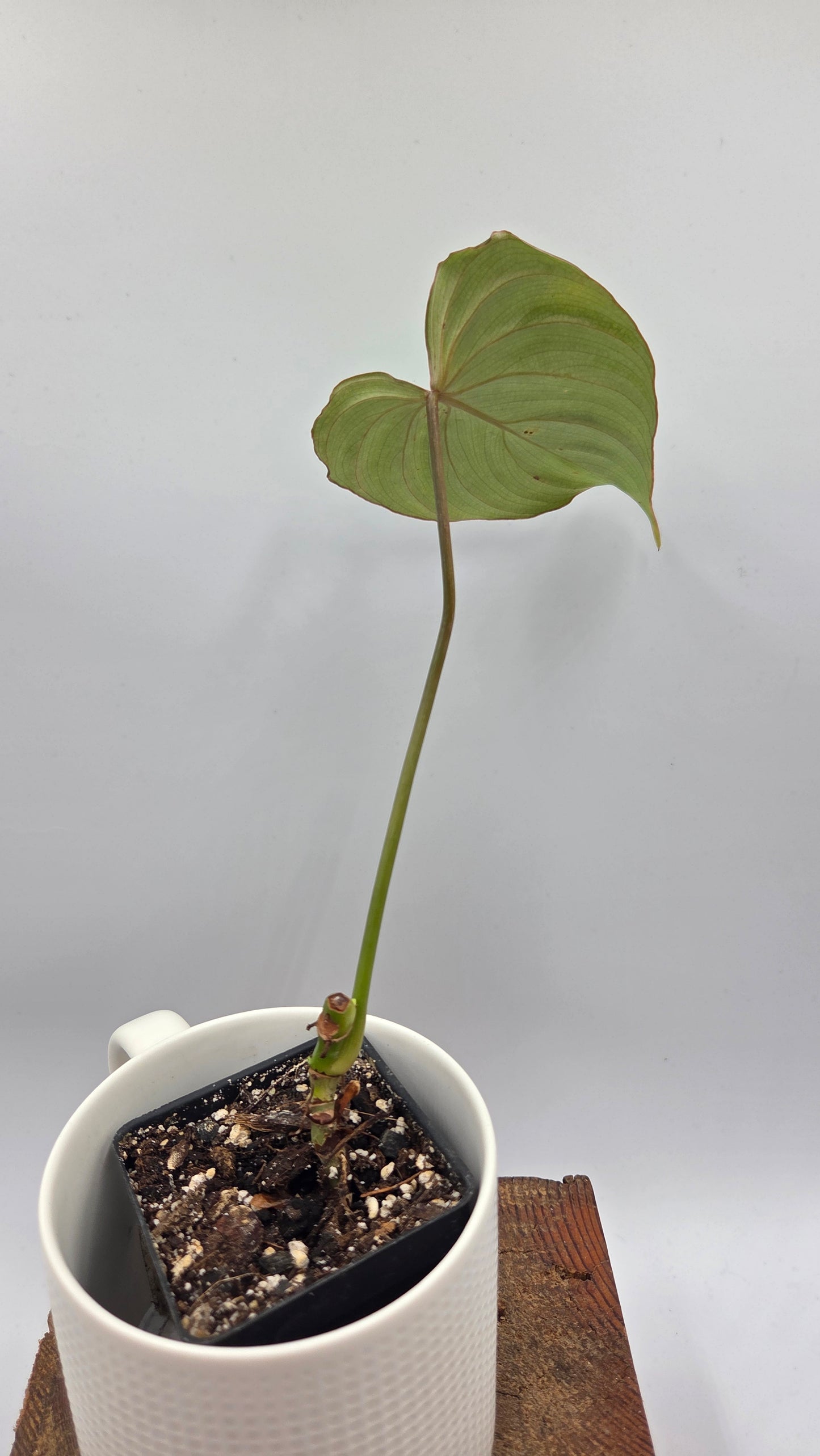 Philodendron Gloriosum Platinum (PHI-1031)