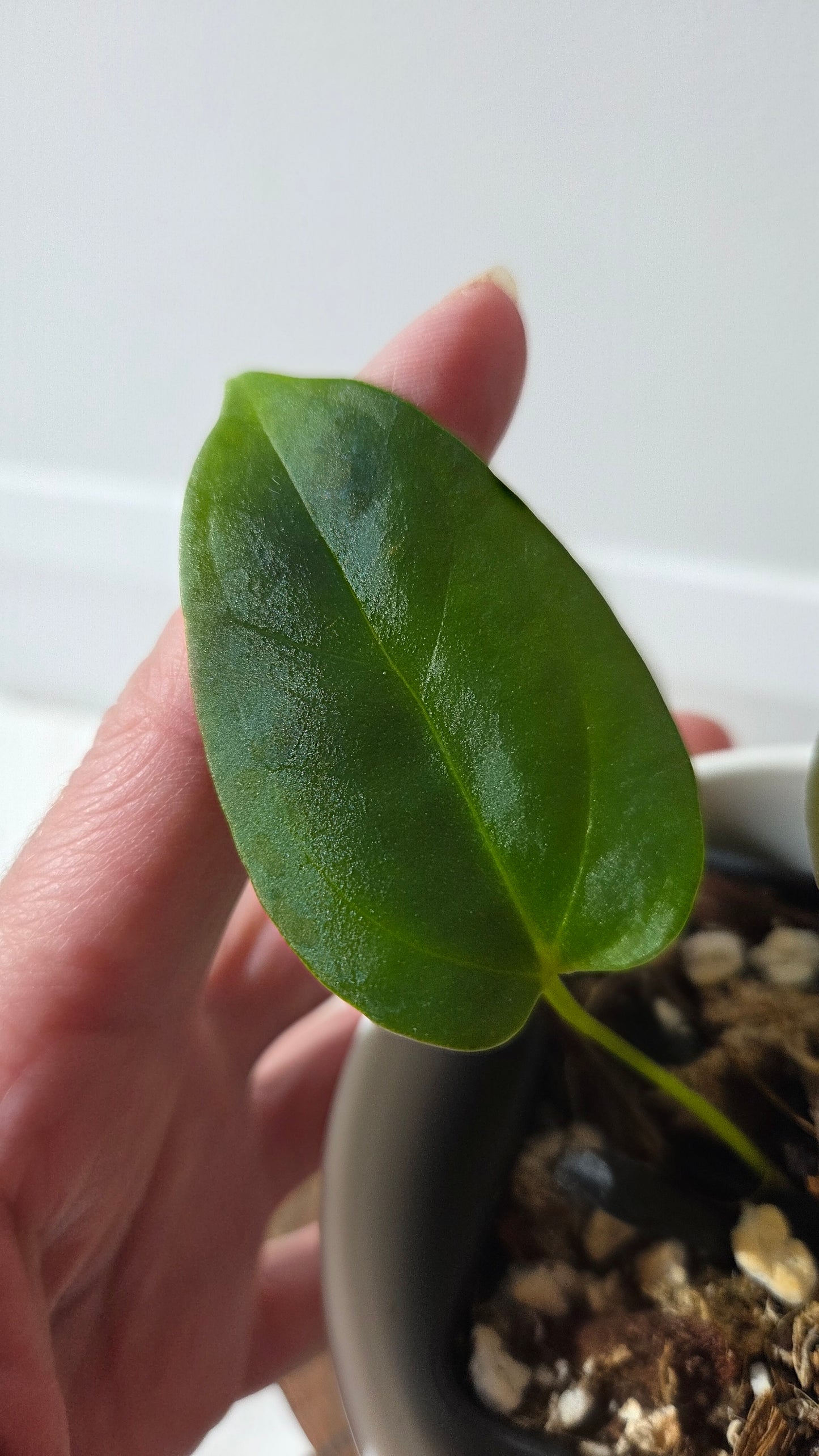 Anthurium Silver Blush X Subsignatum "format PETIT" (ANT-653)