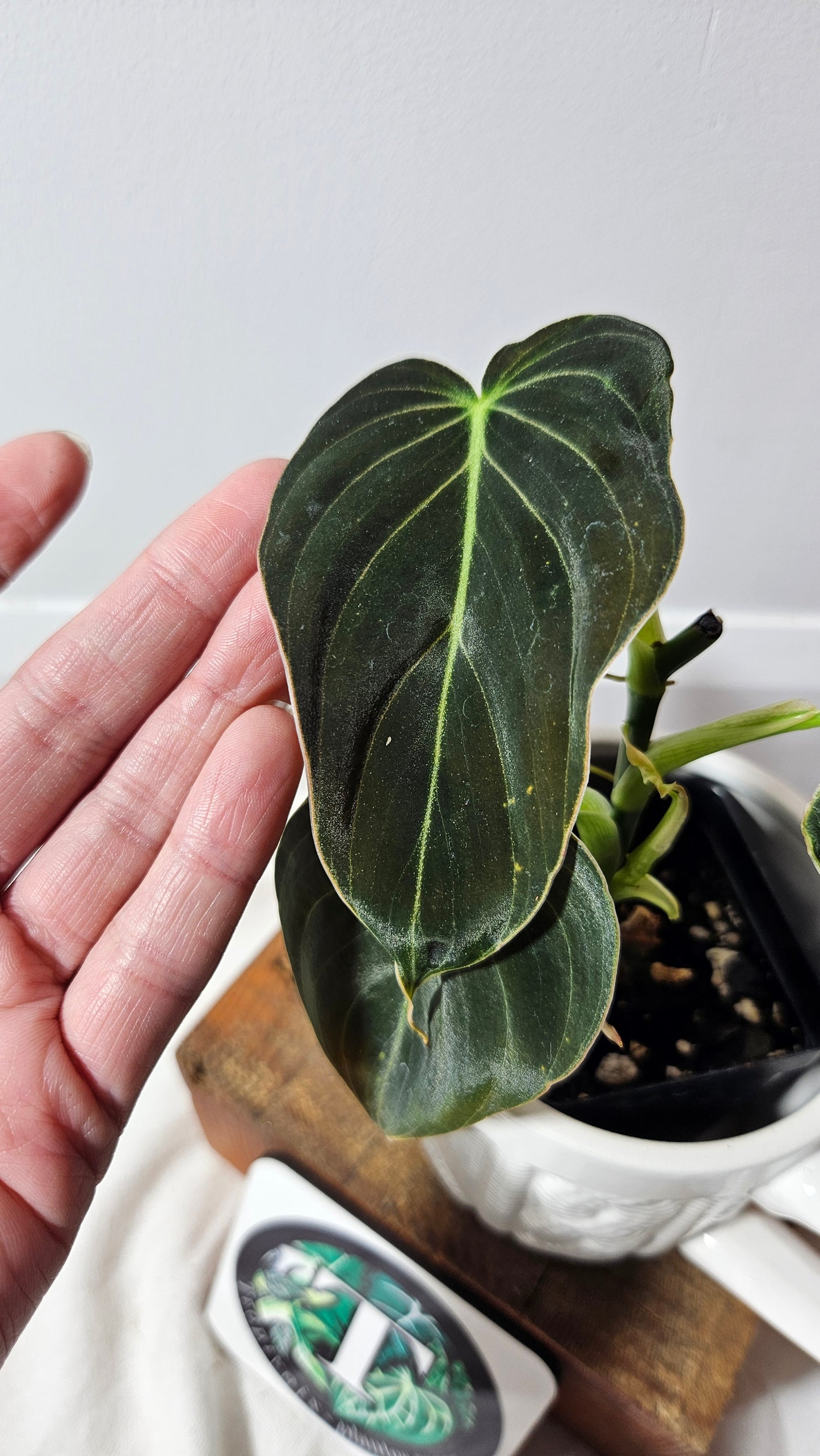 Philodendron Melanochrysum (PHI-072)