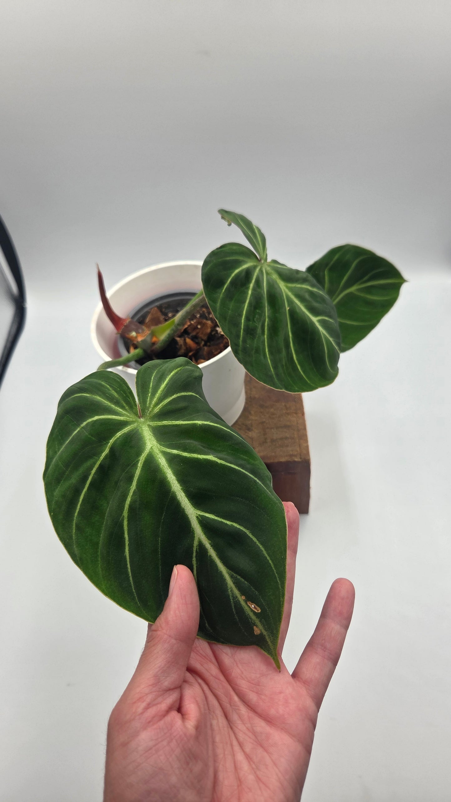 Philodendron Gloriosum Pink (PHI-1047)