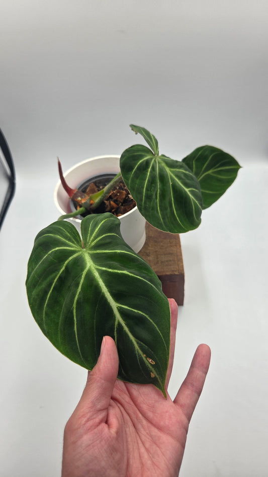 Philodendron Gloriosum Pink (PHI-1047)
