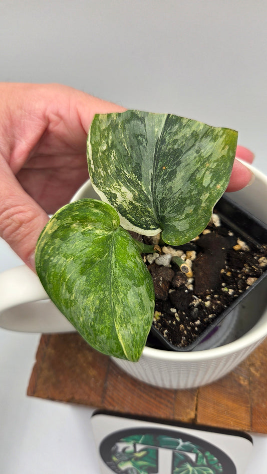Scindapsus Exotica Salaka Variegata (SCI-1250)