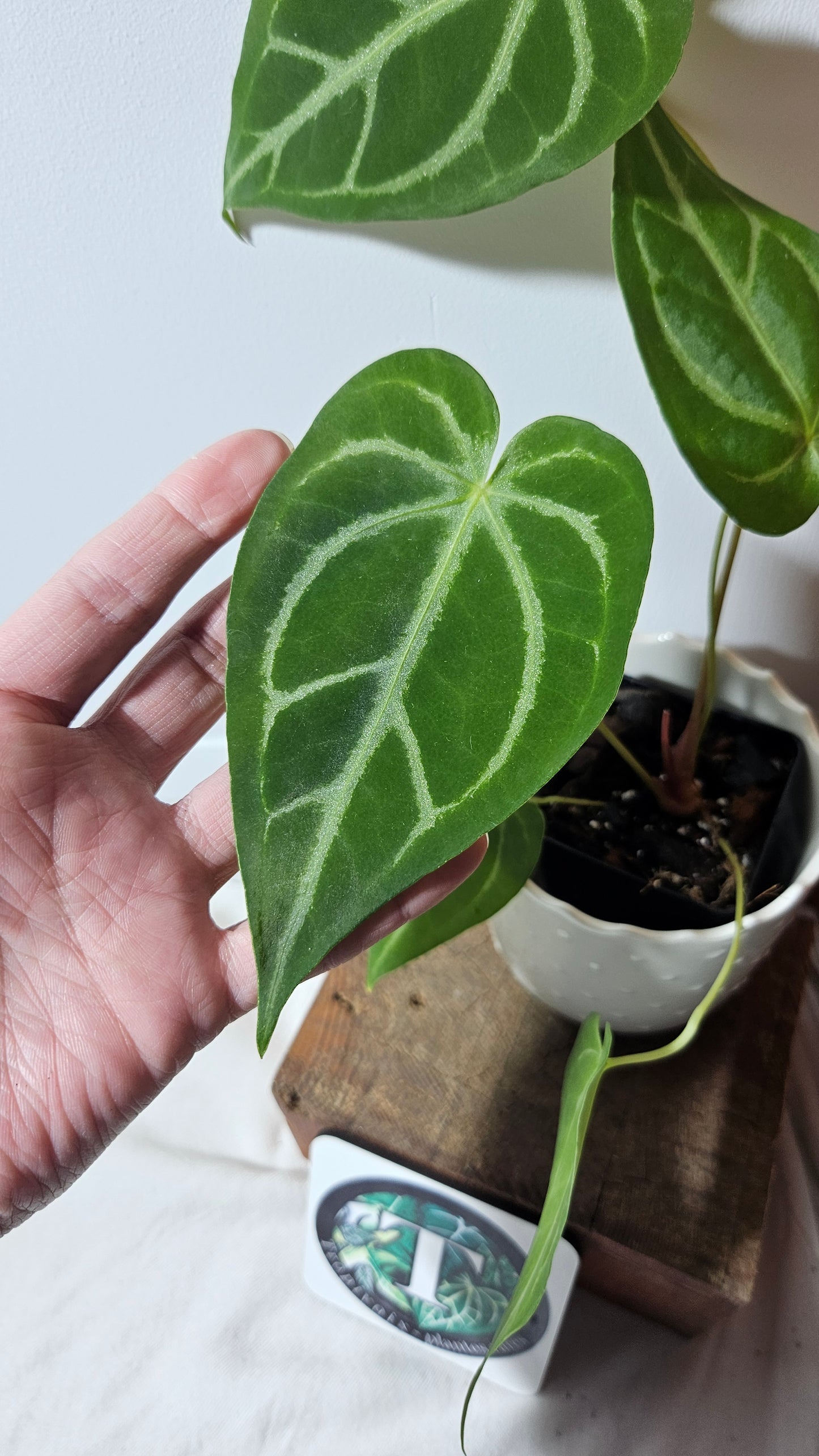 Anthurium Magnificum (équateur) "format MOYEN"(ANT-234)