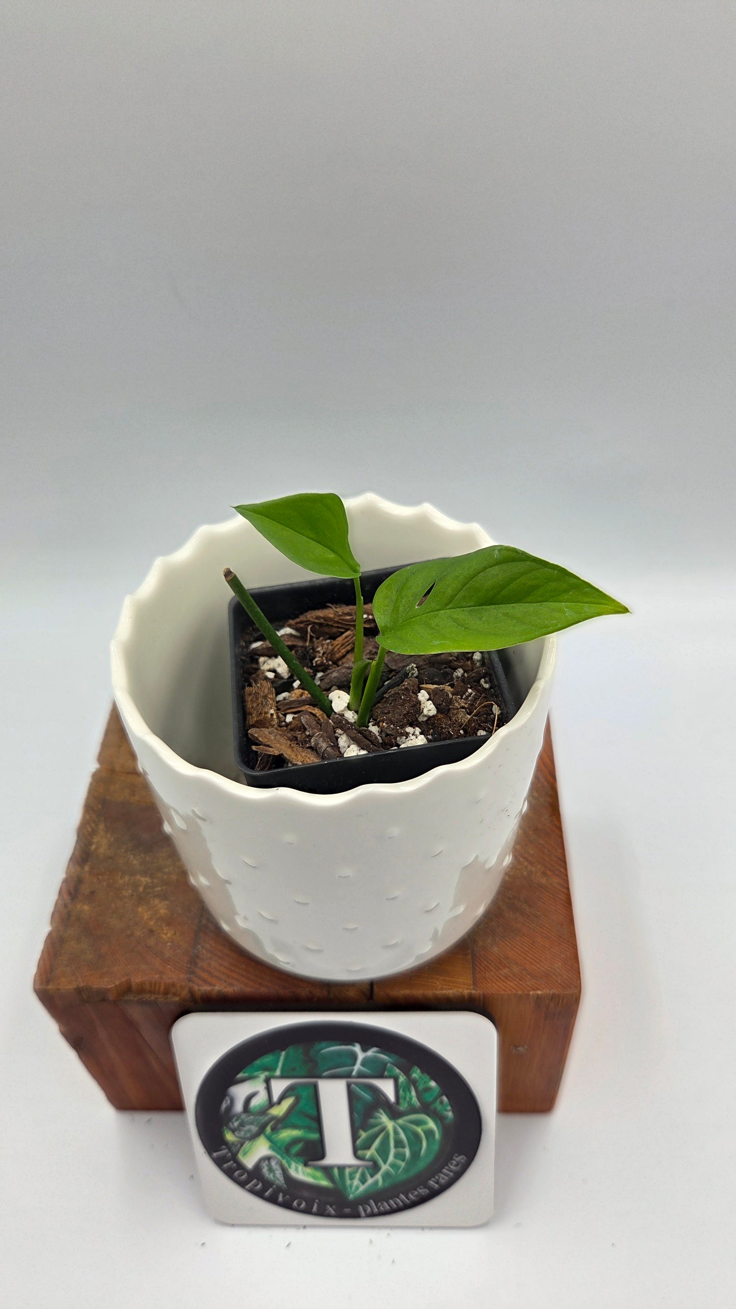 Monstera Obliqua Aff Santiago (MON-548)