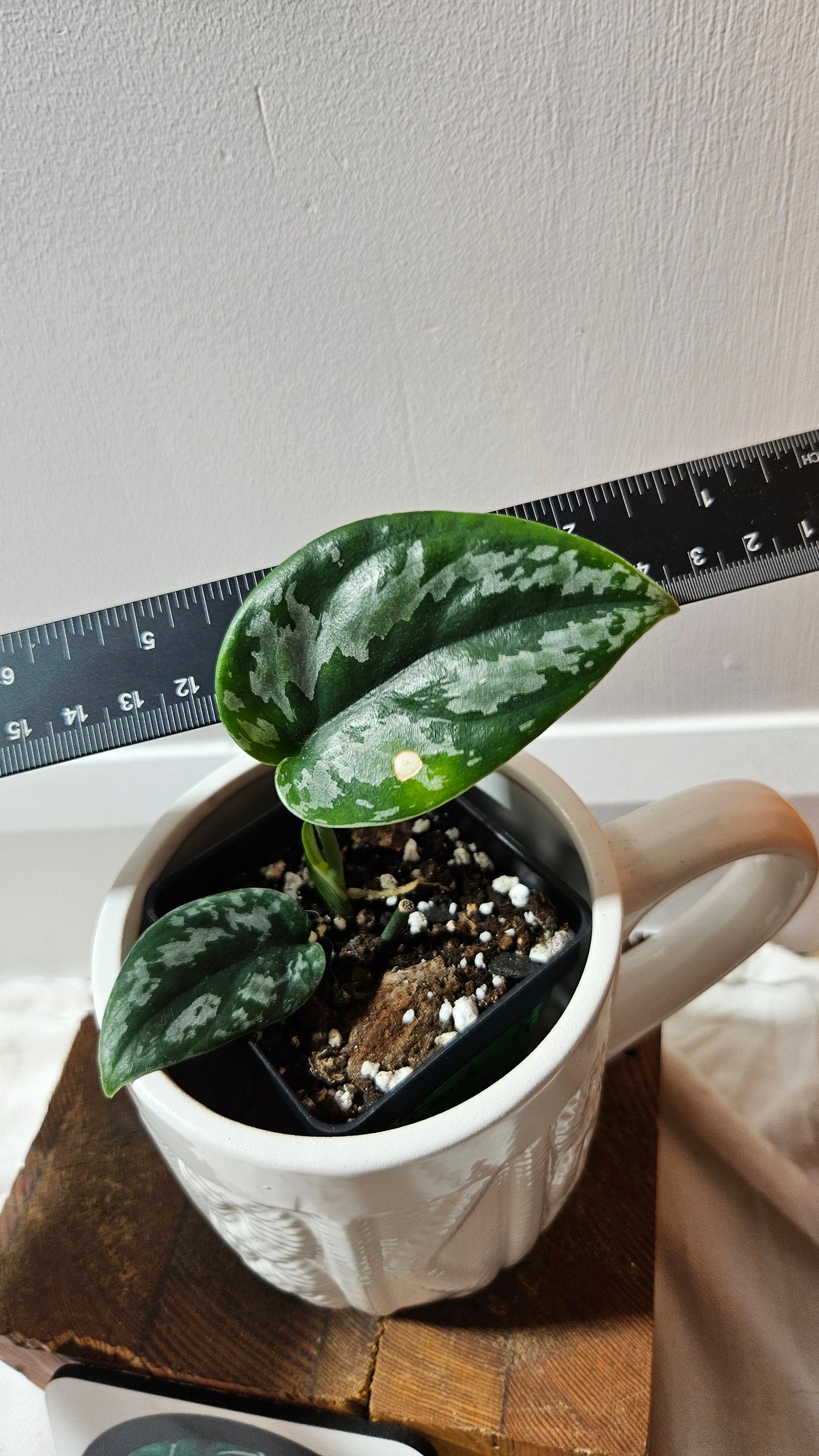 Scindapsus Dark Tricolore (SCI-1222)