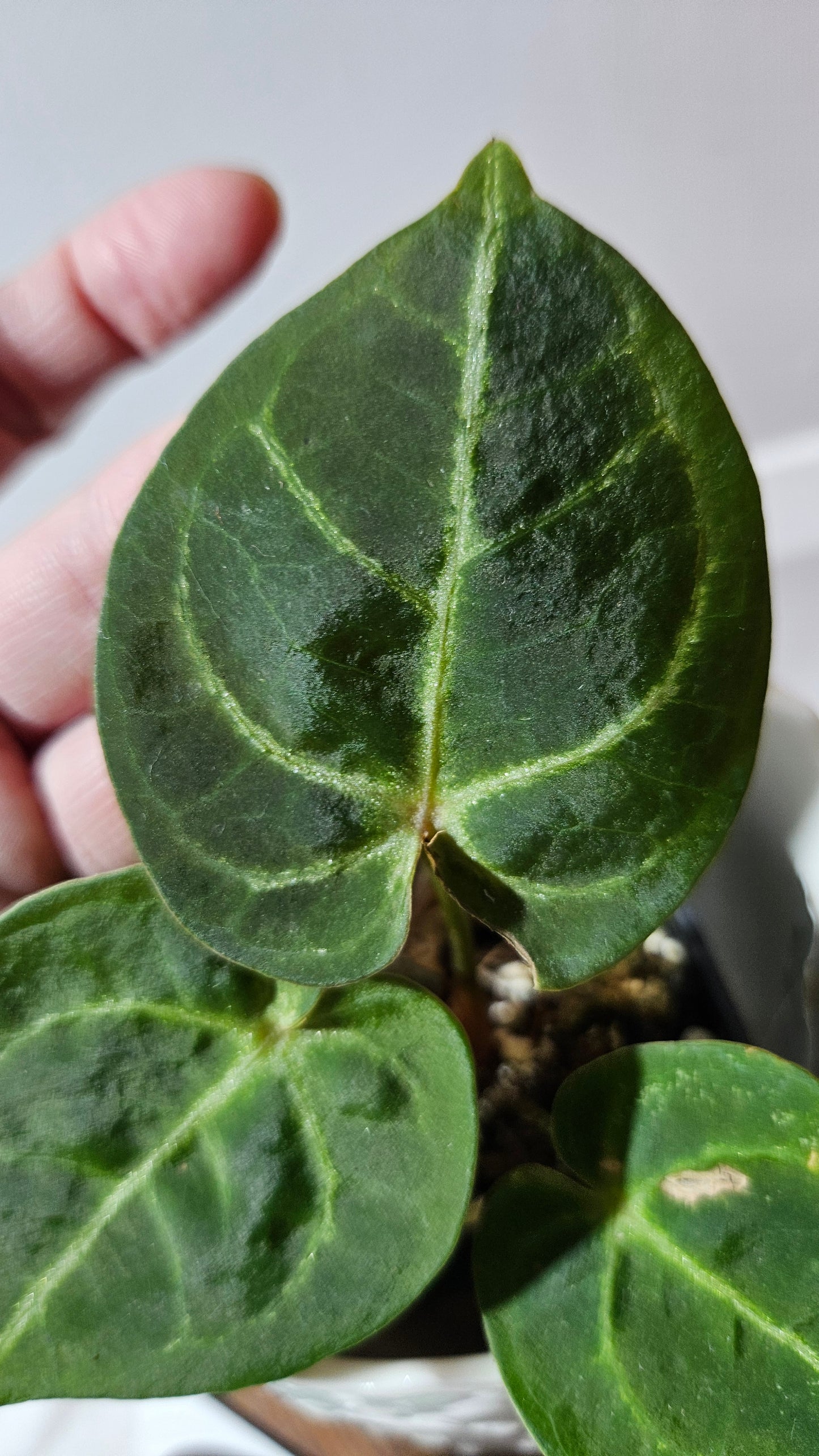 Anthurium Hoffmanii Red Sinus X Silver Hope (ANT-273)