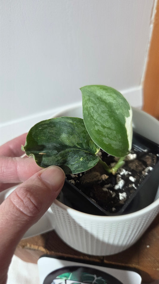 Scindapsus Silver Tattoo Variegata (SCI-1361)