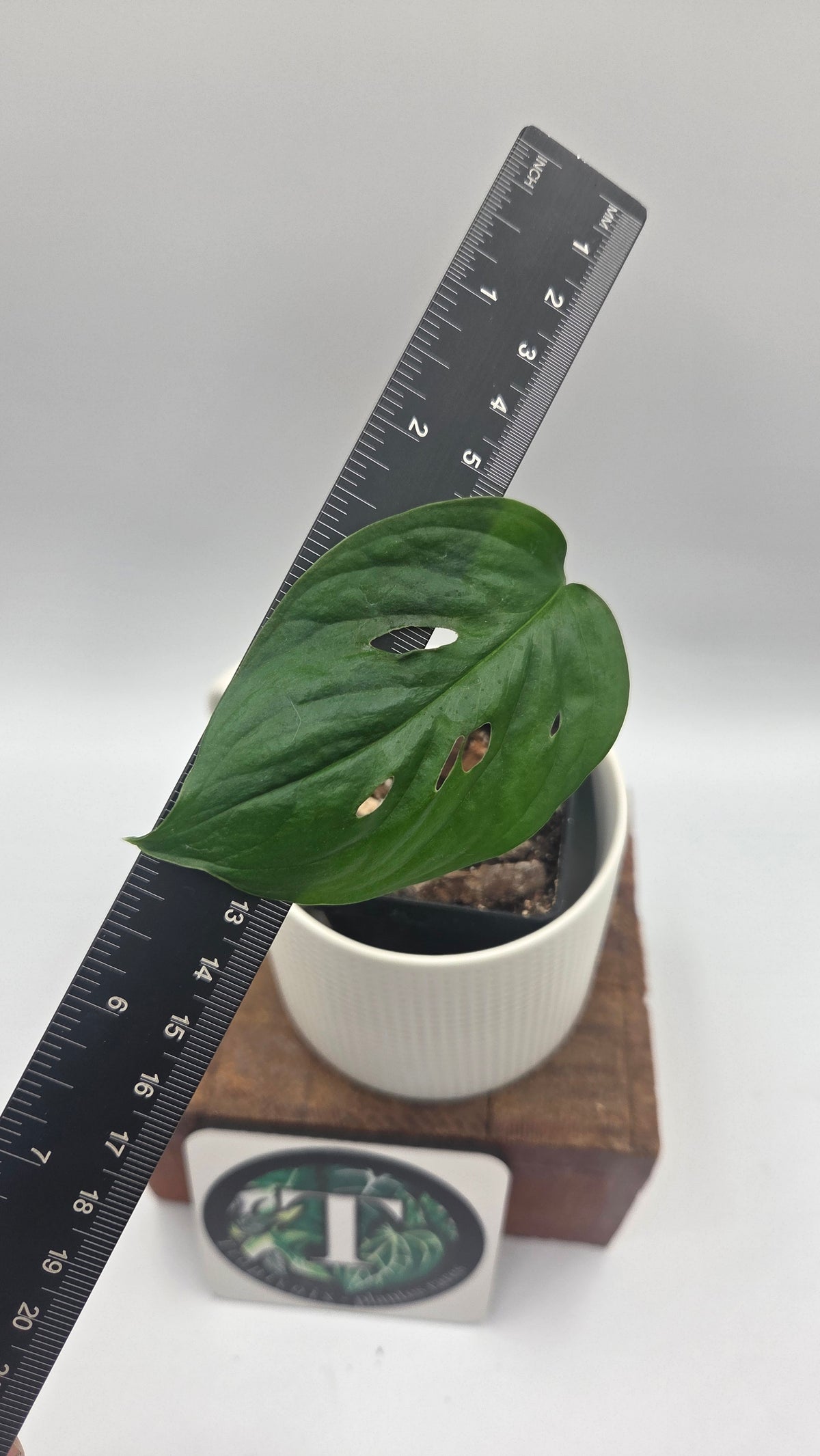 Monstera Acuminata (MON-573)