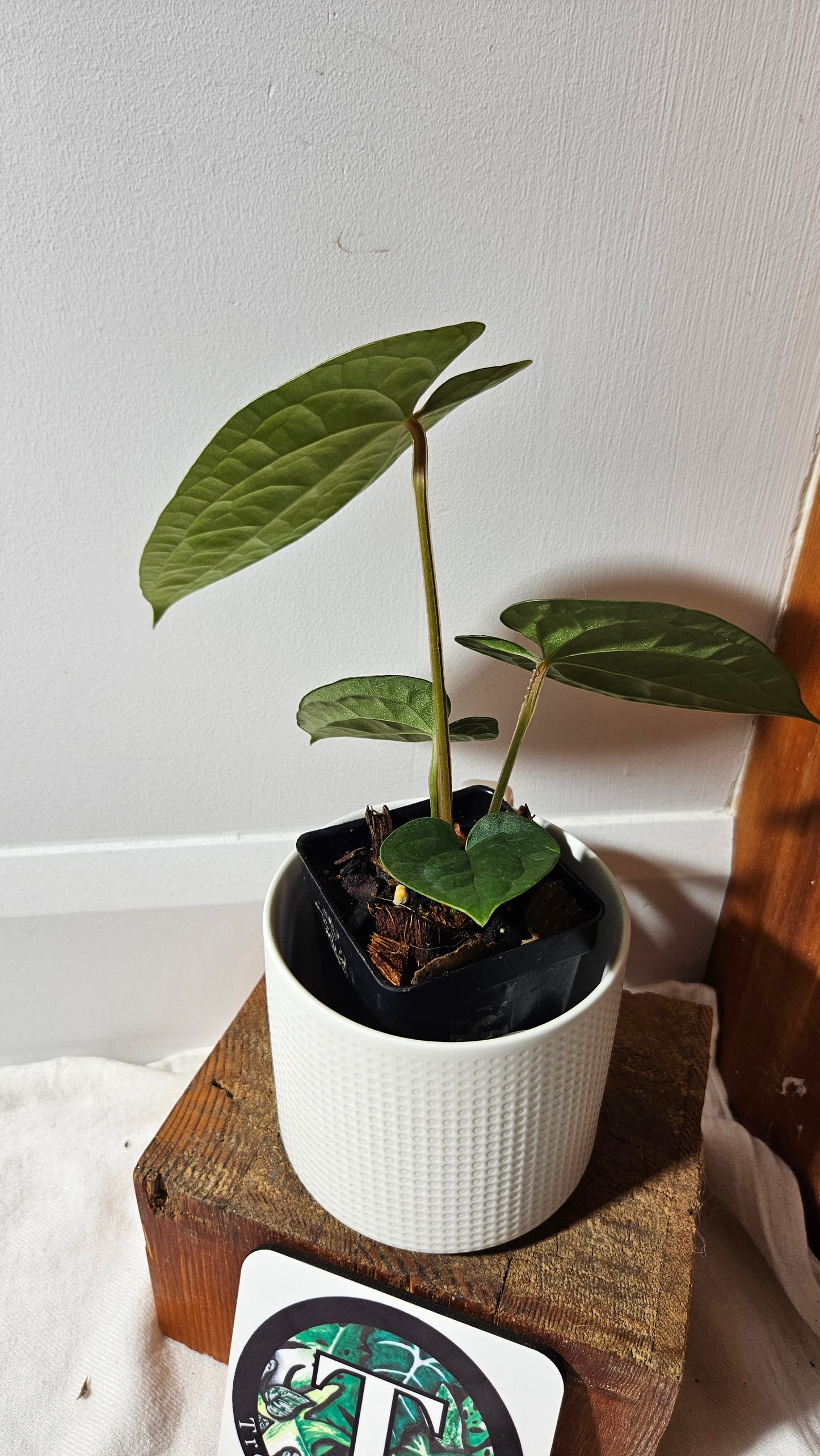 Anthurium Magnificum X AOS X Luxurians "format MOYEN" (ANT-636)