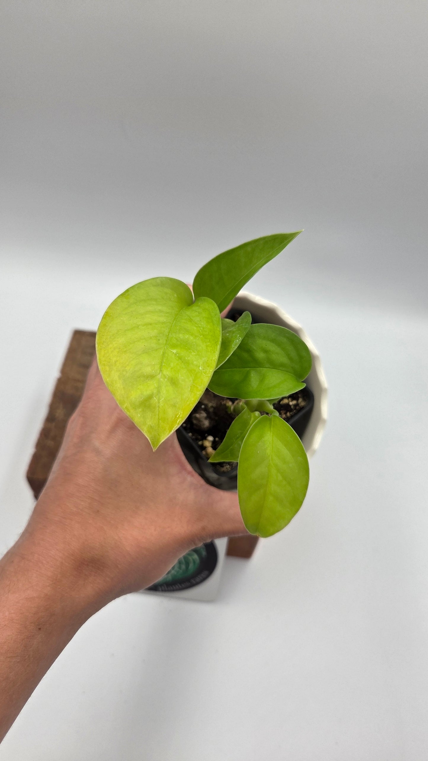 Monstera Obliqua Aff Limon (MON-312)