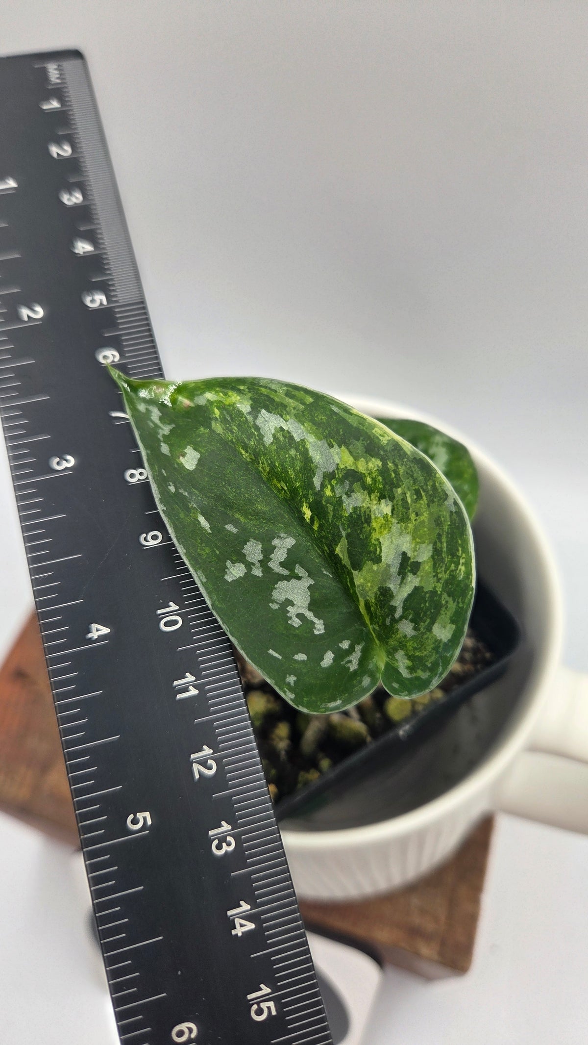 Scindapsus Argyraeus Variegata (SCI-1536)