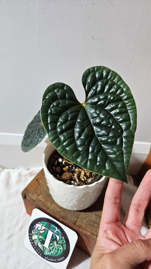 Anthurium Luxurians Velvet  "format MOYEN" (ANT-499)