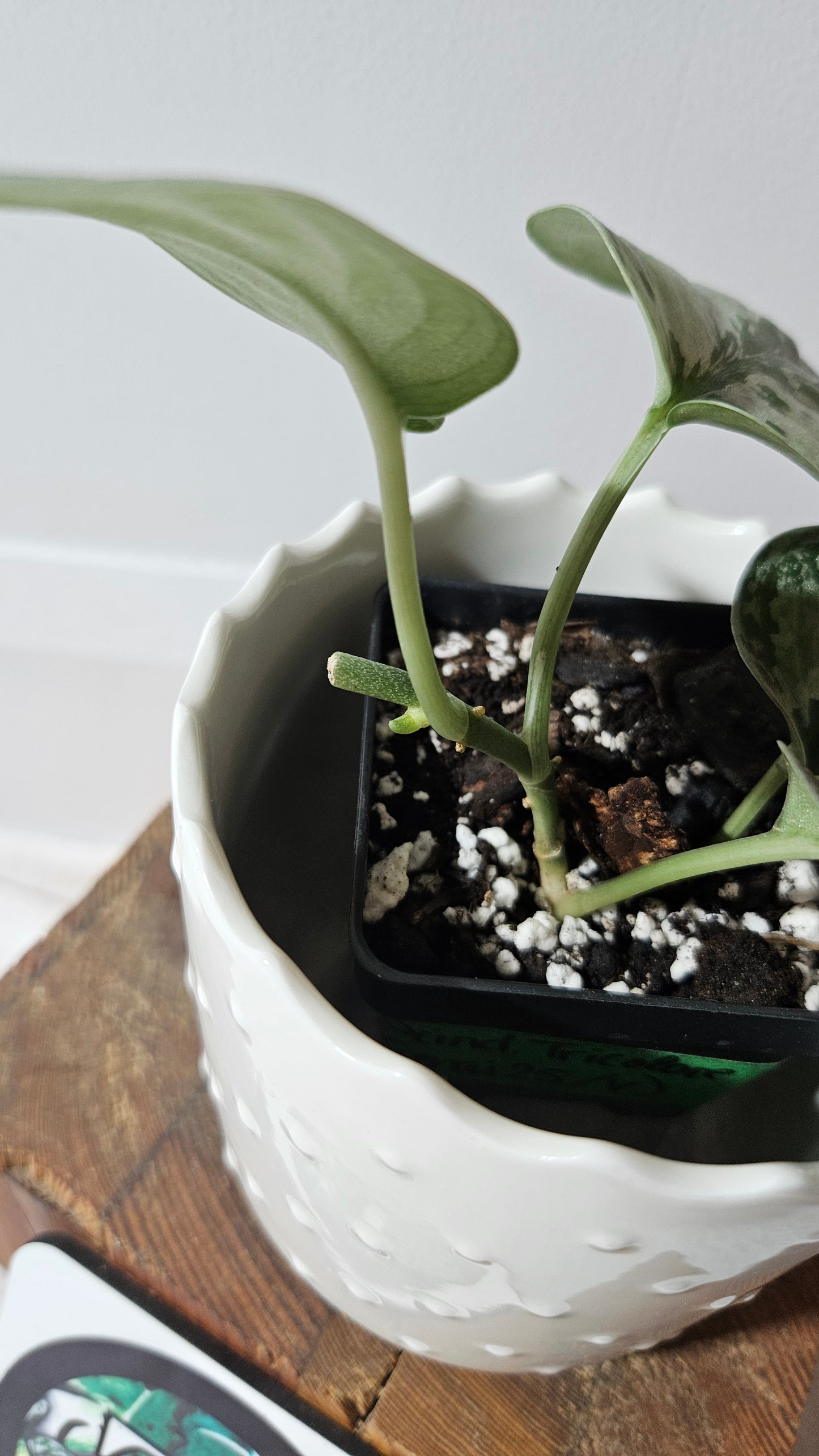 Scindapsus Tricolore silver Platinum (SCI-994)