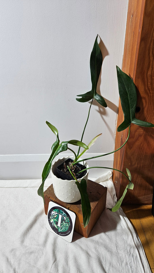 Philodendron Longilobatum (PHI-401)