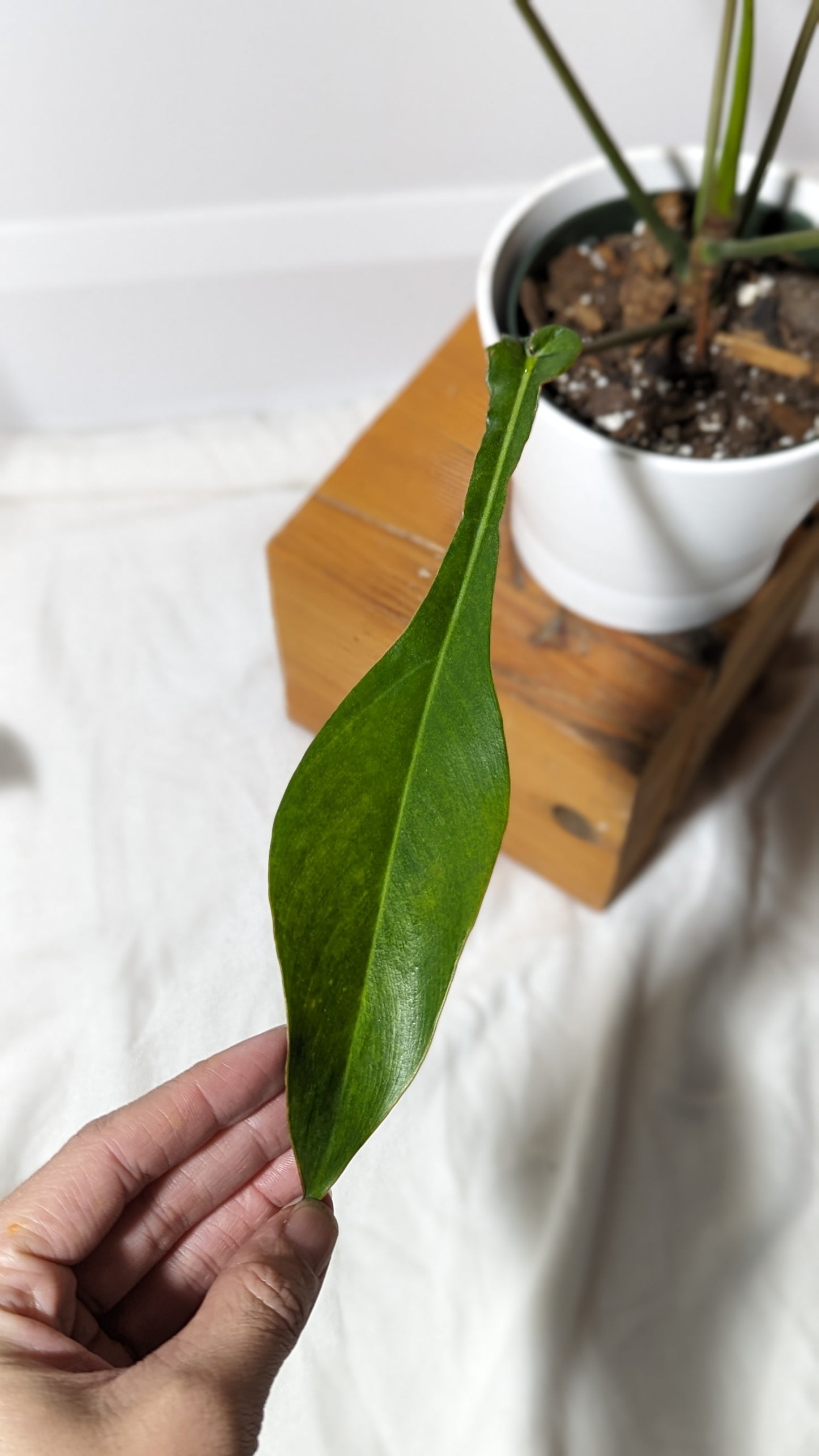 Philodendron Joepii (PHI-333)