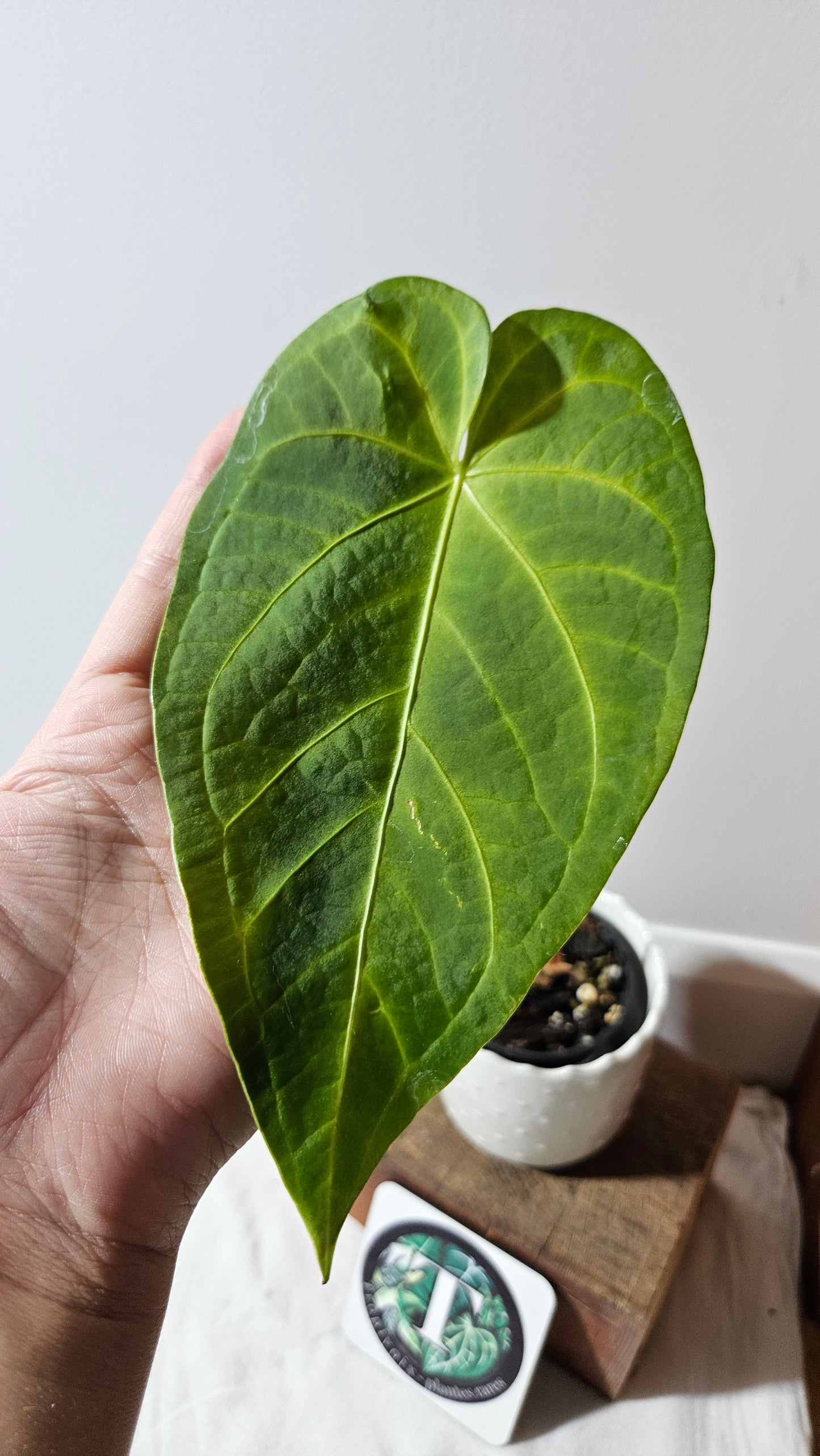 Anthurium Magnificum X Napo "format MOYEN/LARGE"(ANT-258)