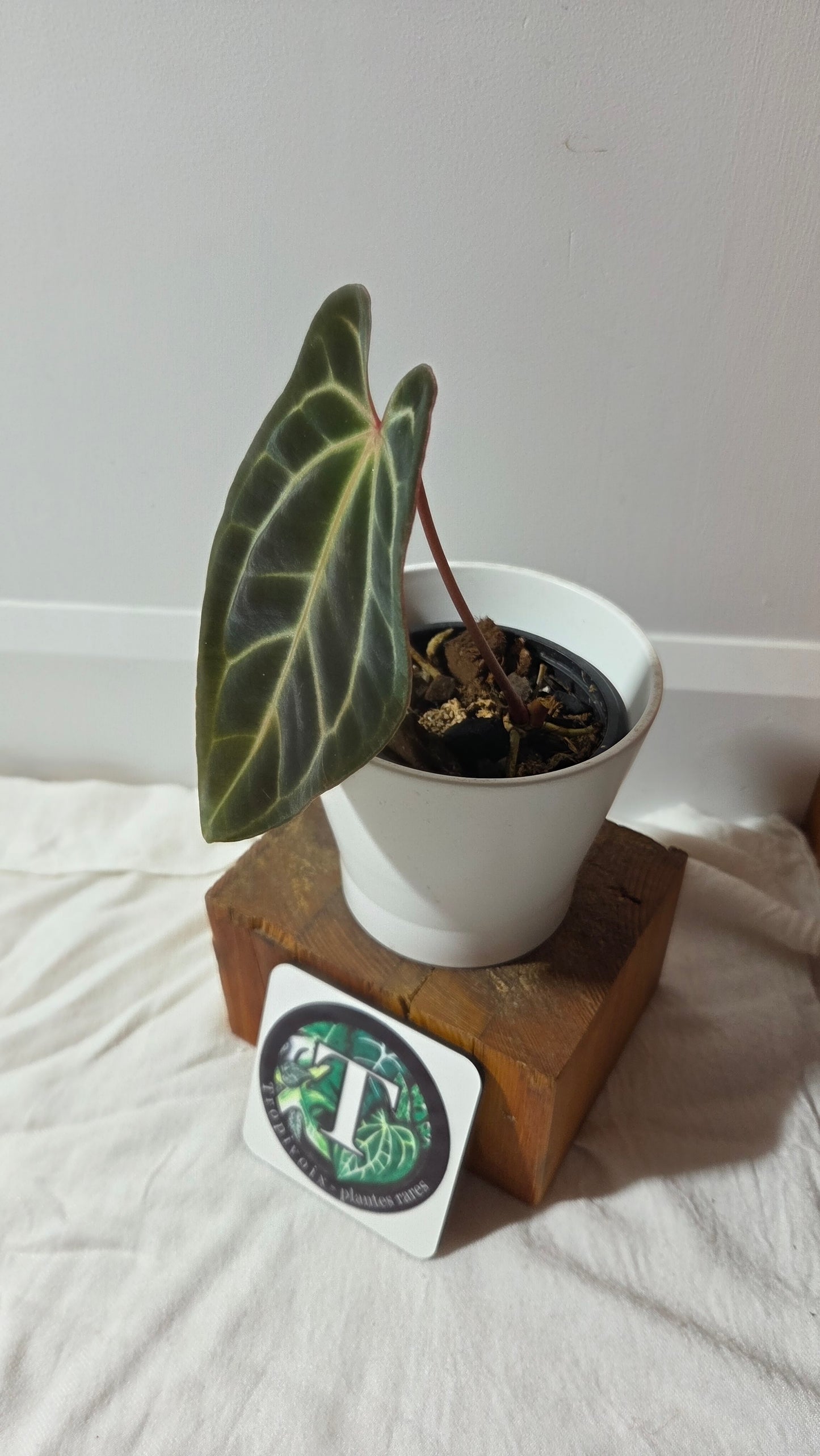 Anthurium Besseae Aff Super Dark "Format MOYEN" (ANT-667)