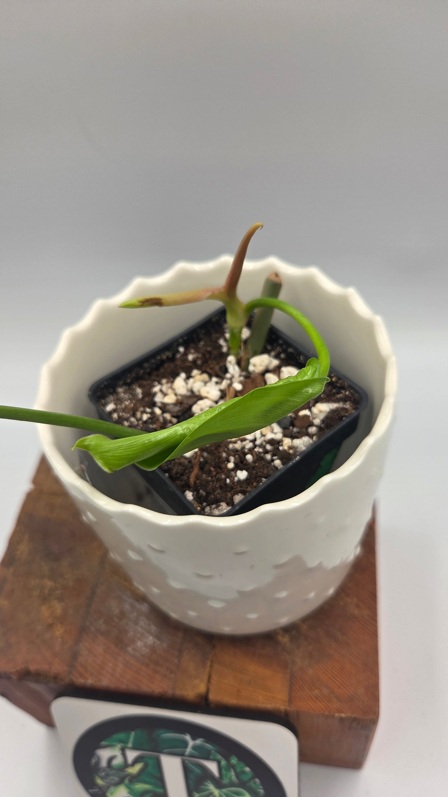 Philodendron Quelatii Round (PHI-1043)