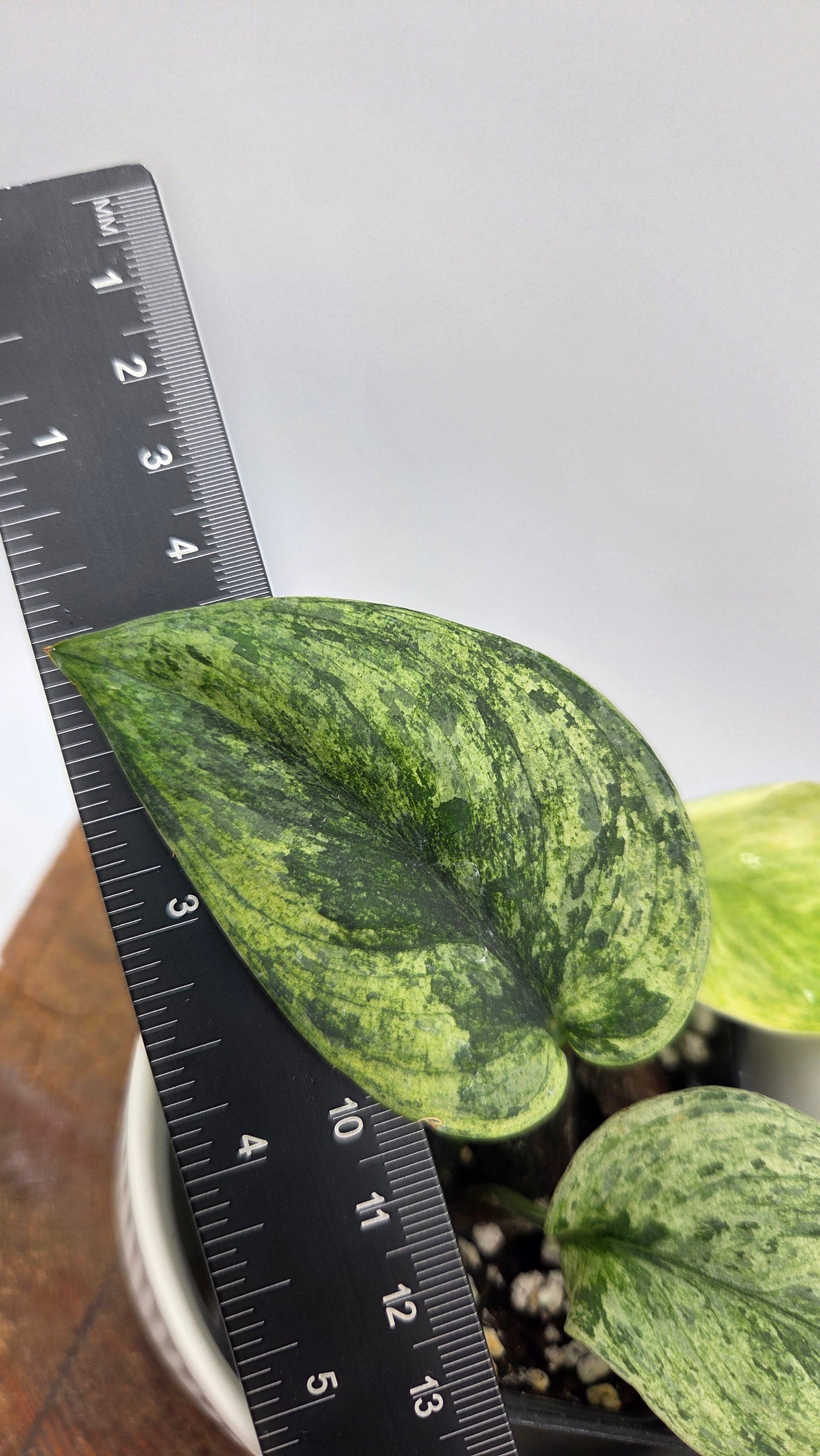 Scindapsus Silver Satin albo (SCI-1375)